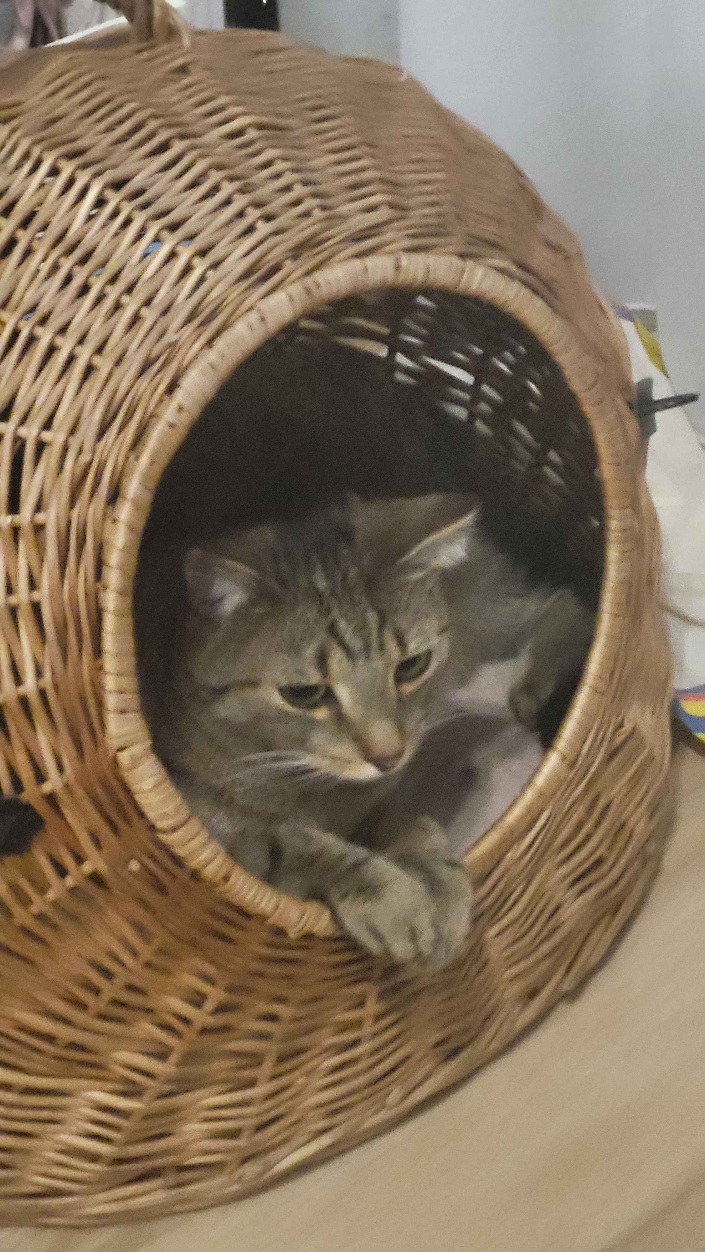 sad cat :c