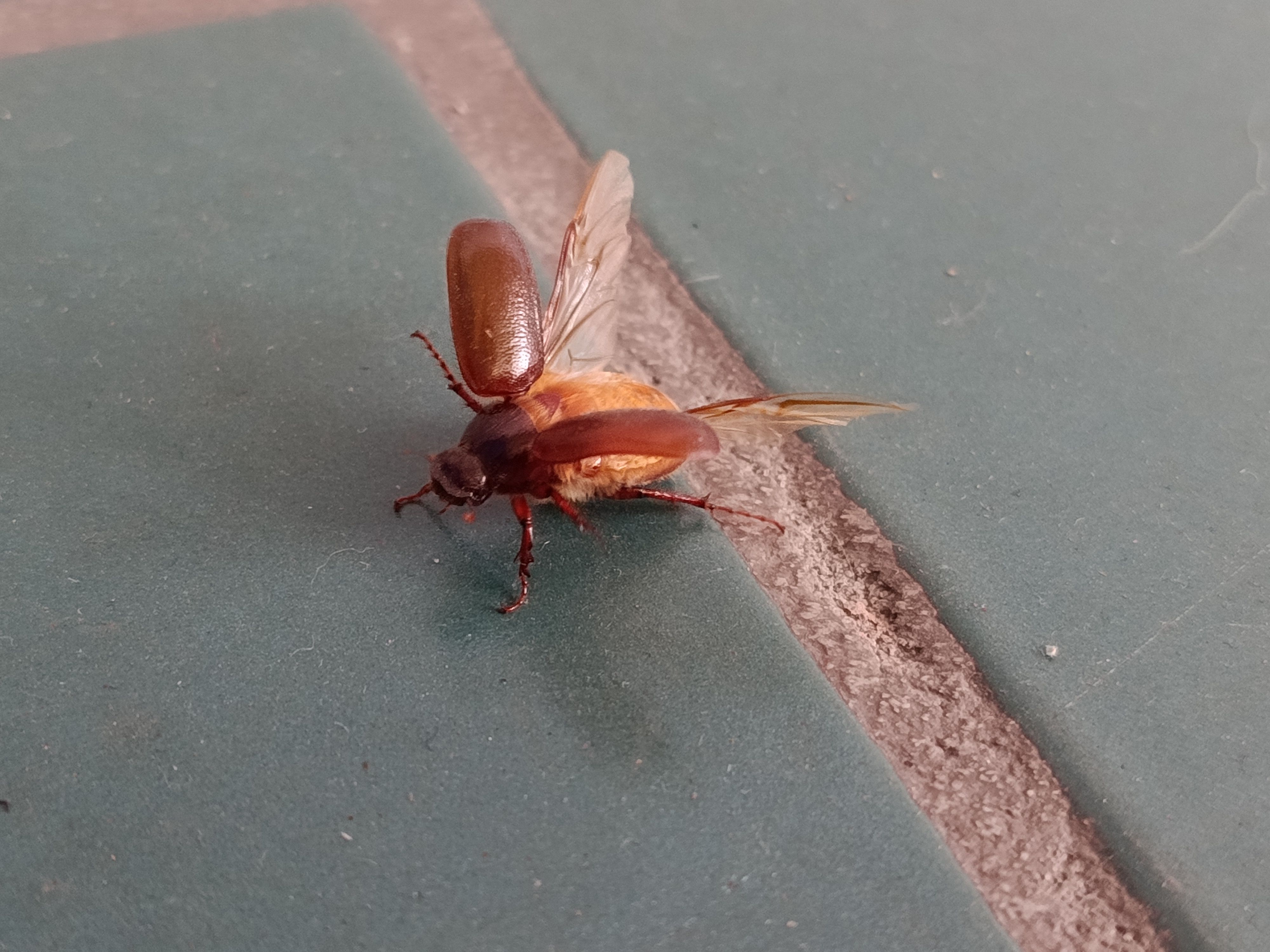 I found a bug