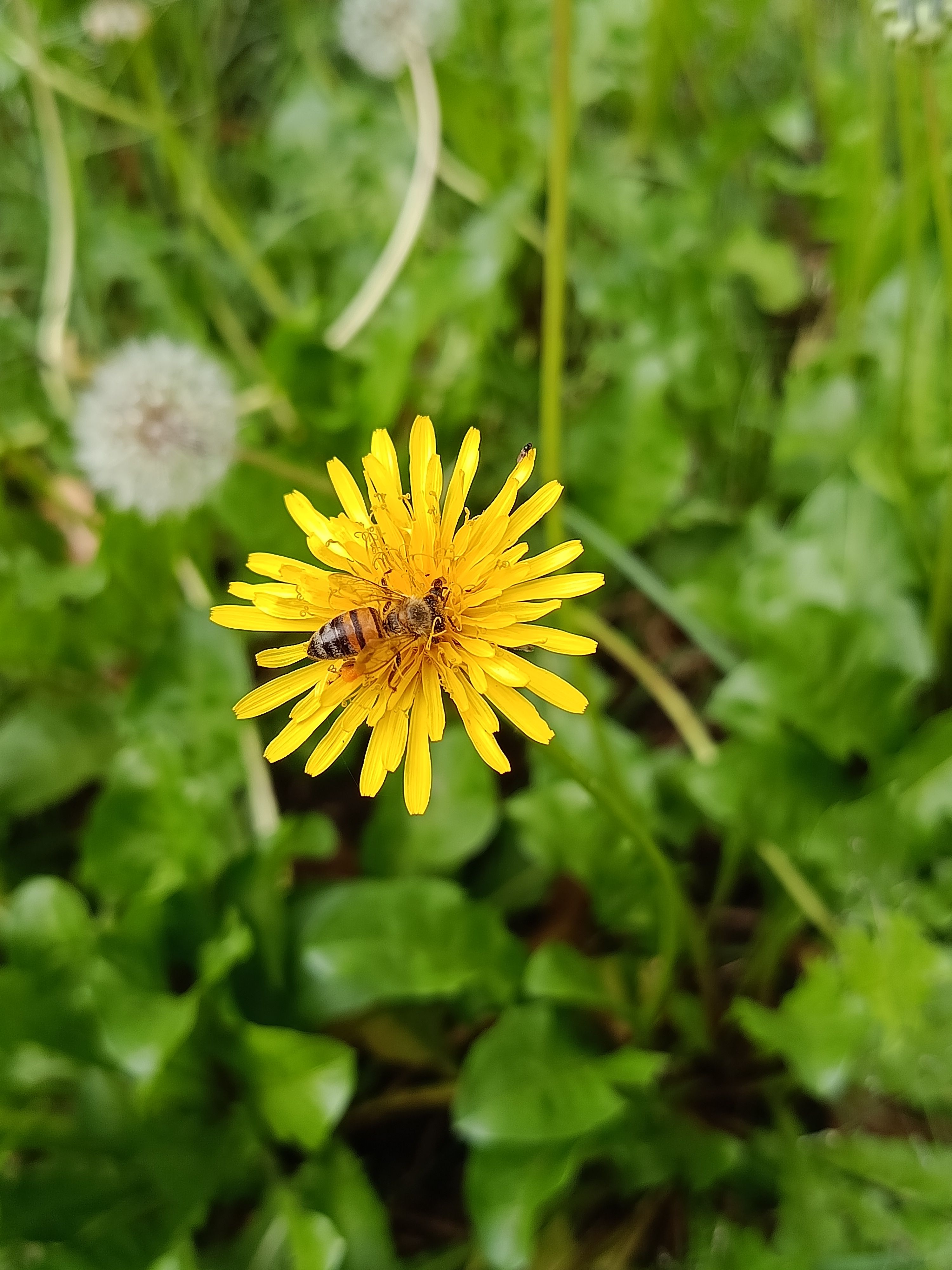 Another day of looking for insects
