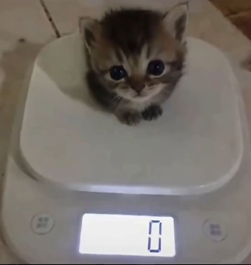 meow