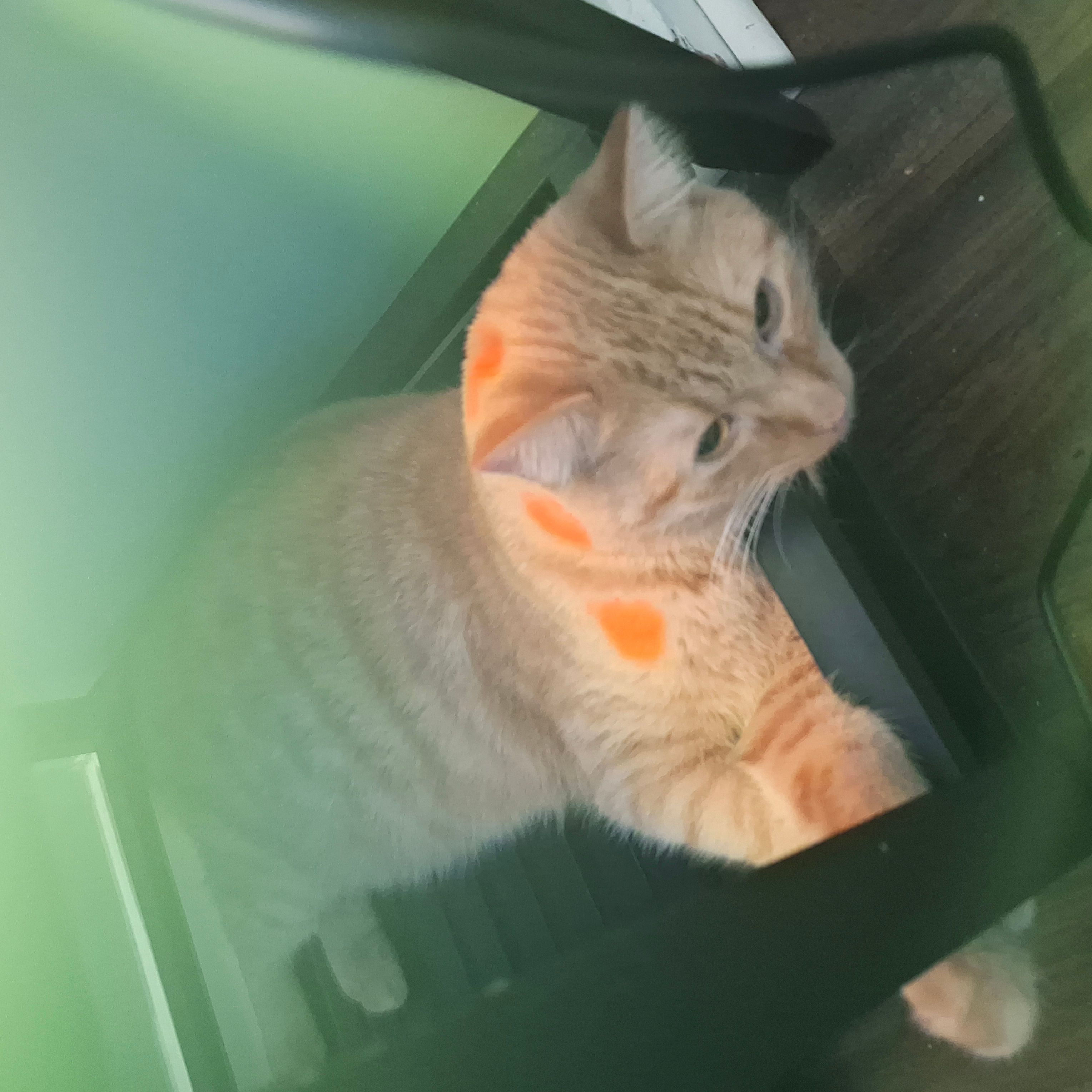 Love My Cat