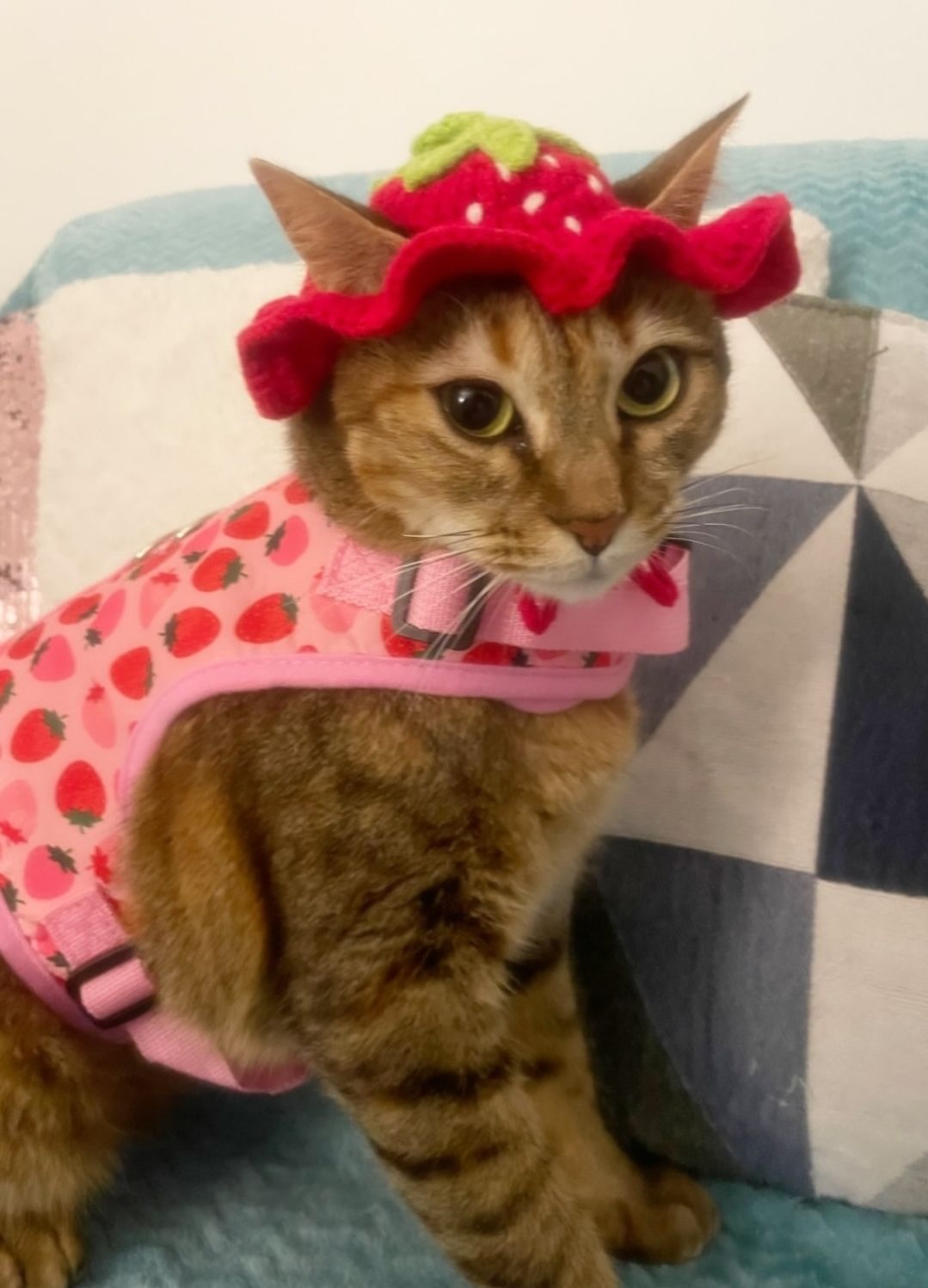 My cat is now.. a strawberry? 🍽️