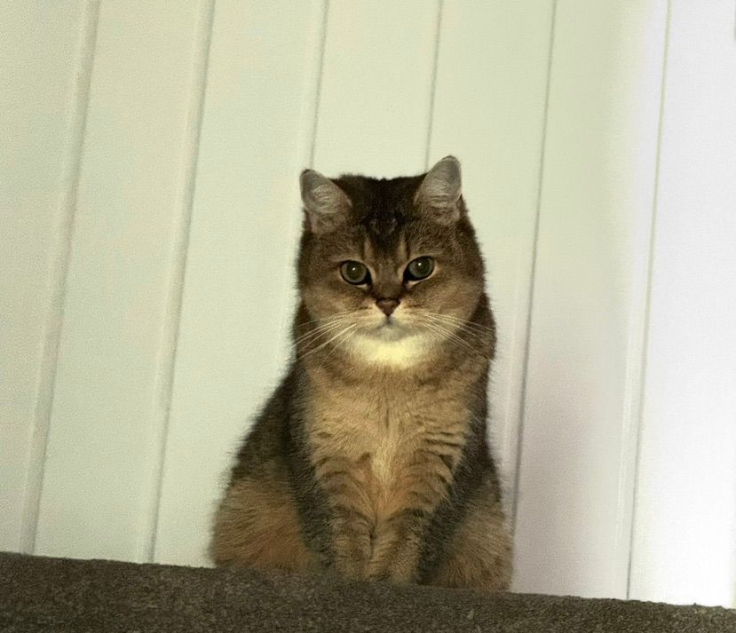 kitty