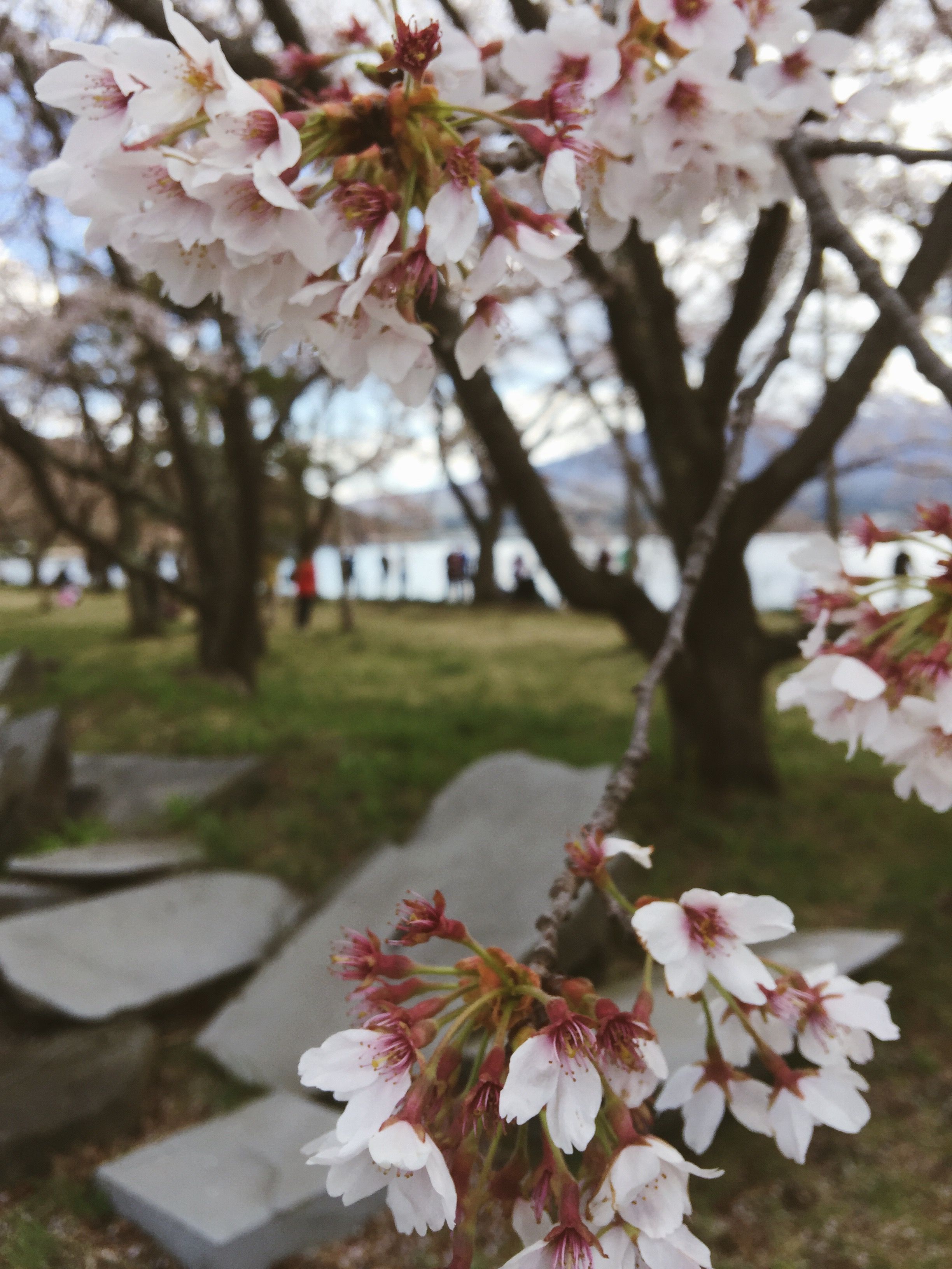Missing Japan already