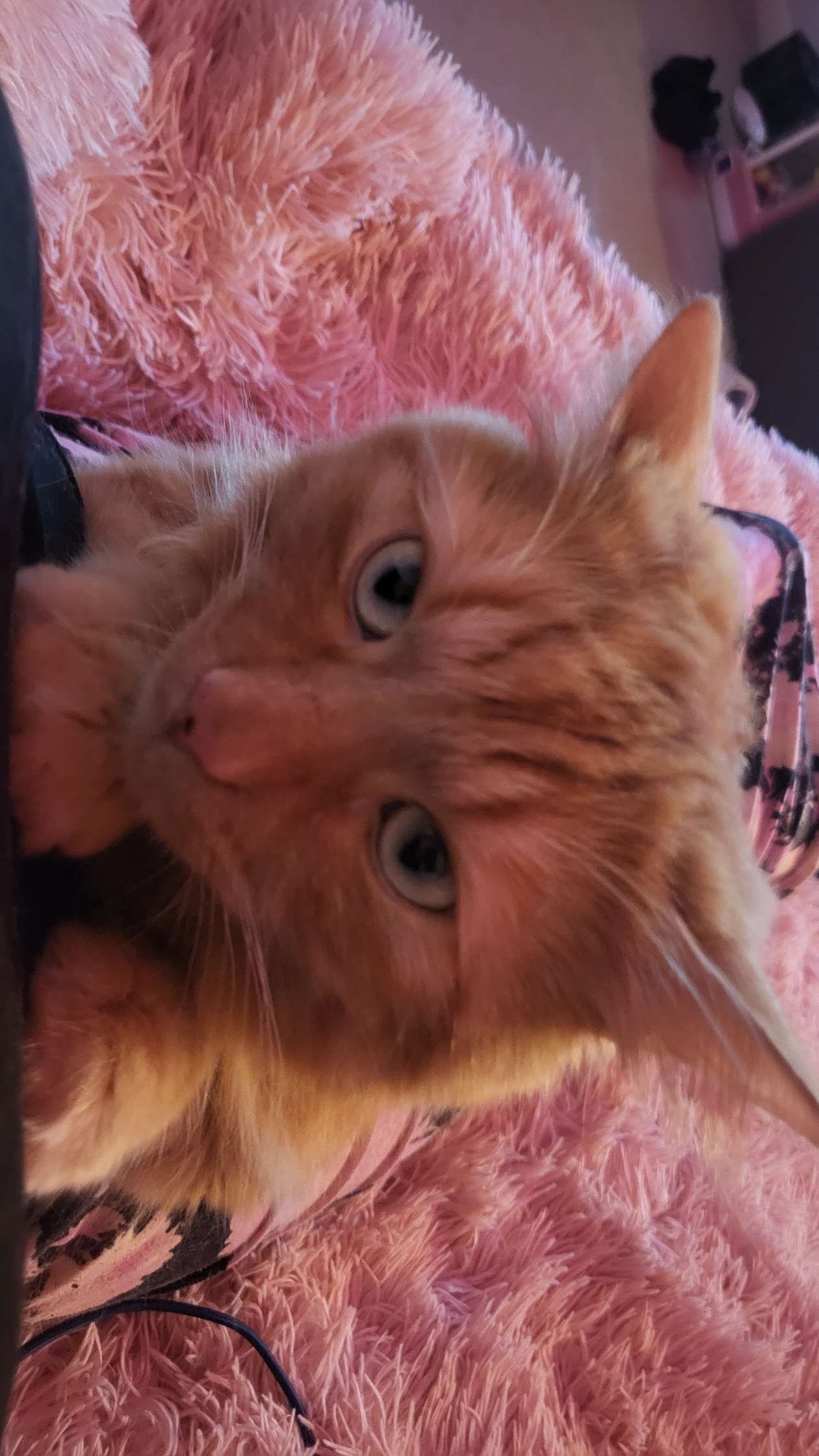 meow