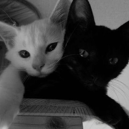hi chat :)