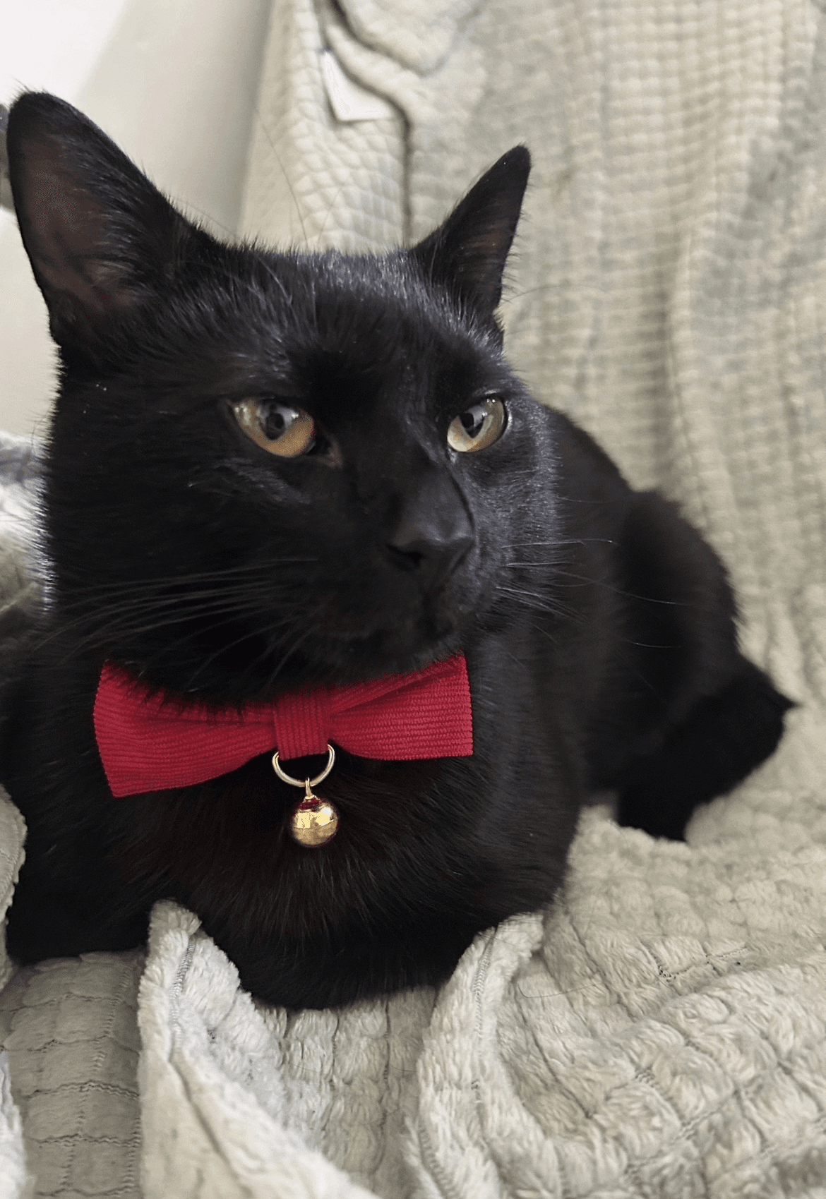 u guys like my kitty?
