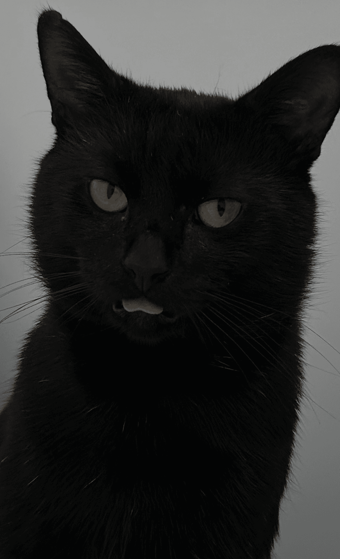 rate my kitty cat :)