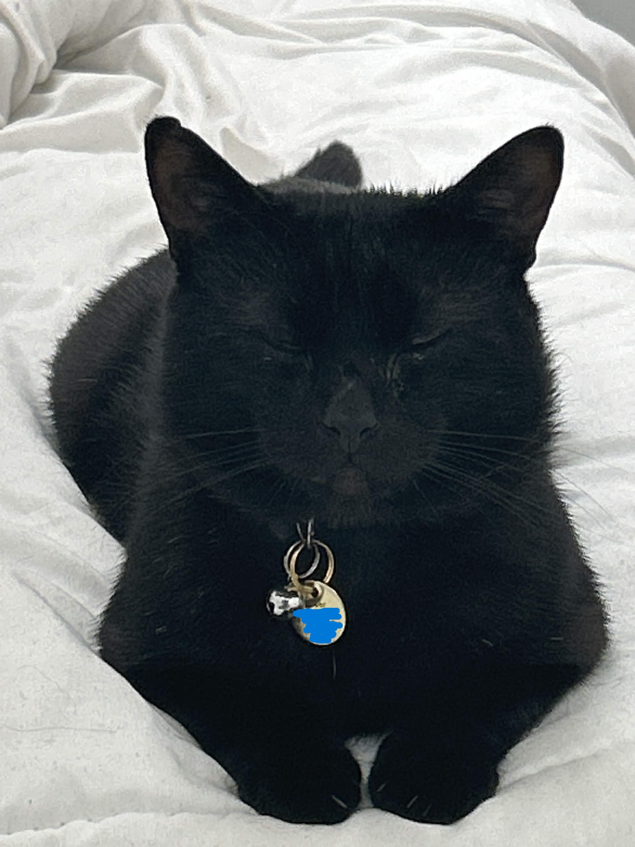 kitty meow