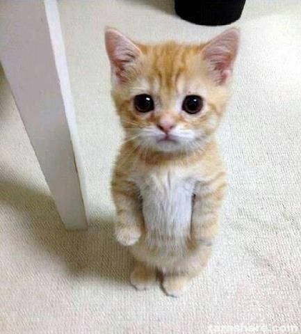 hi