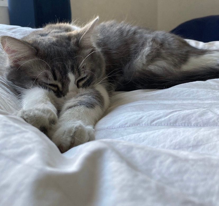 My love ❤️🐈