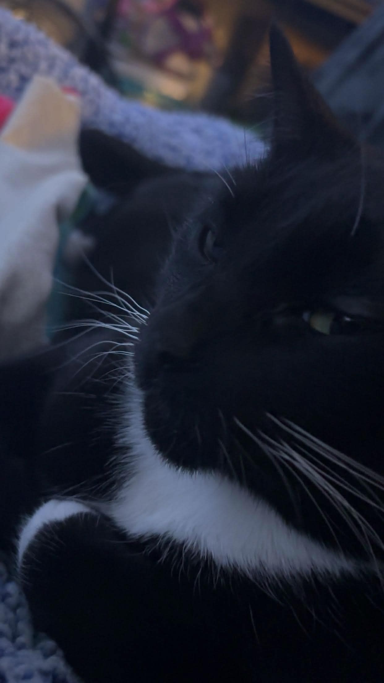 side eye kitty meow ^-^