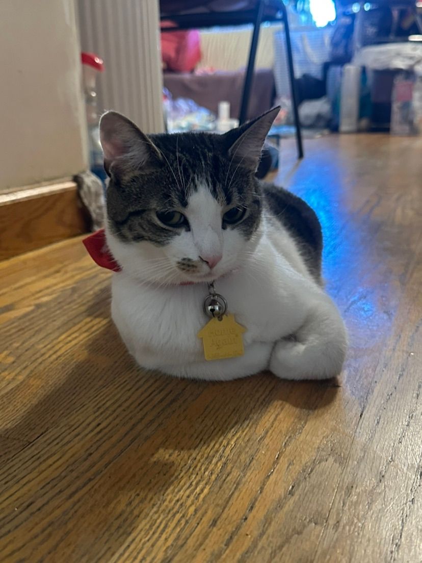 cat
