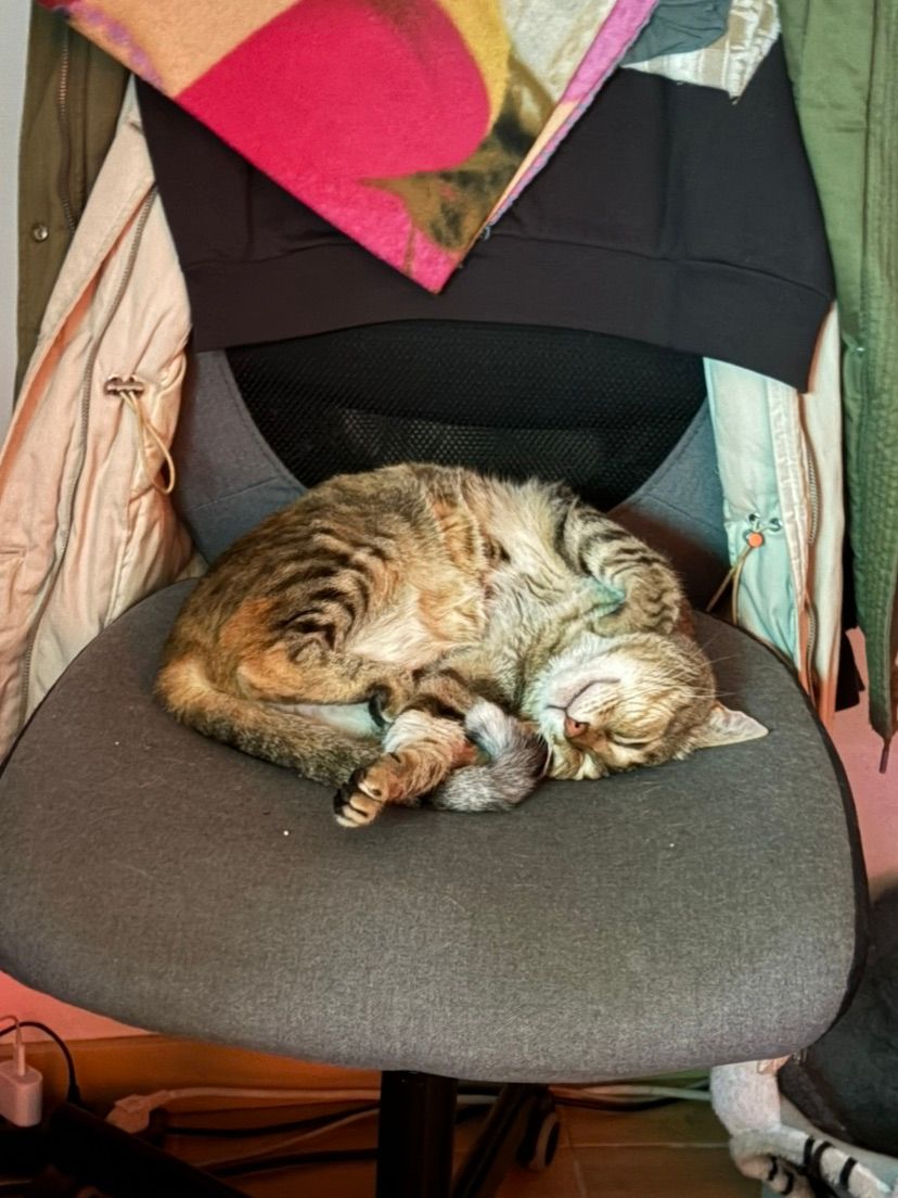 my new game bud, always stealing my chair ! <3
