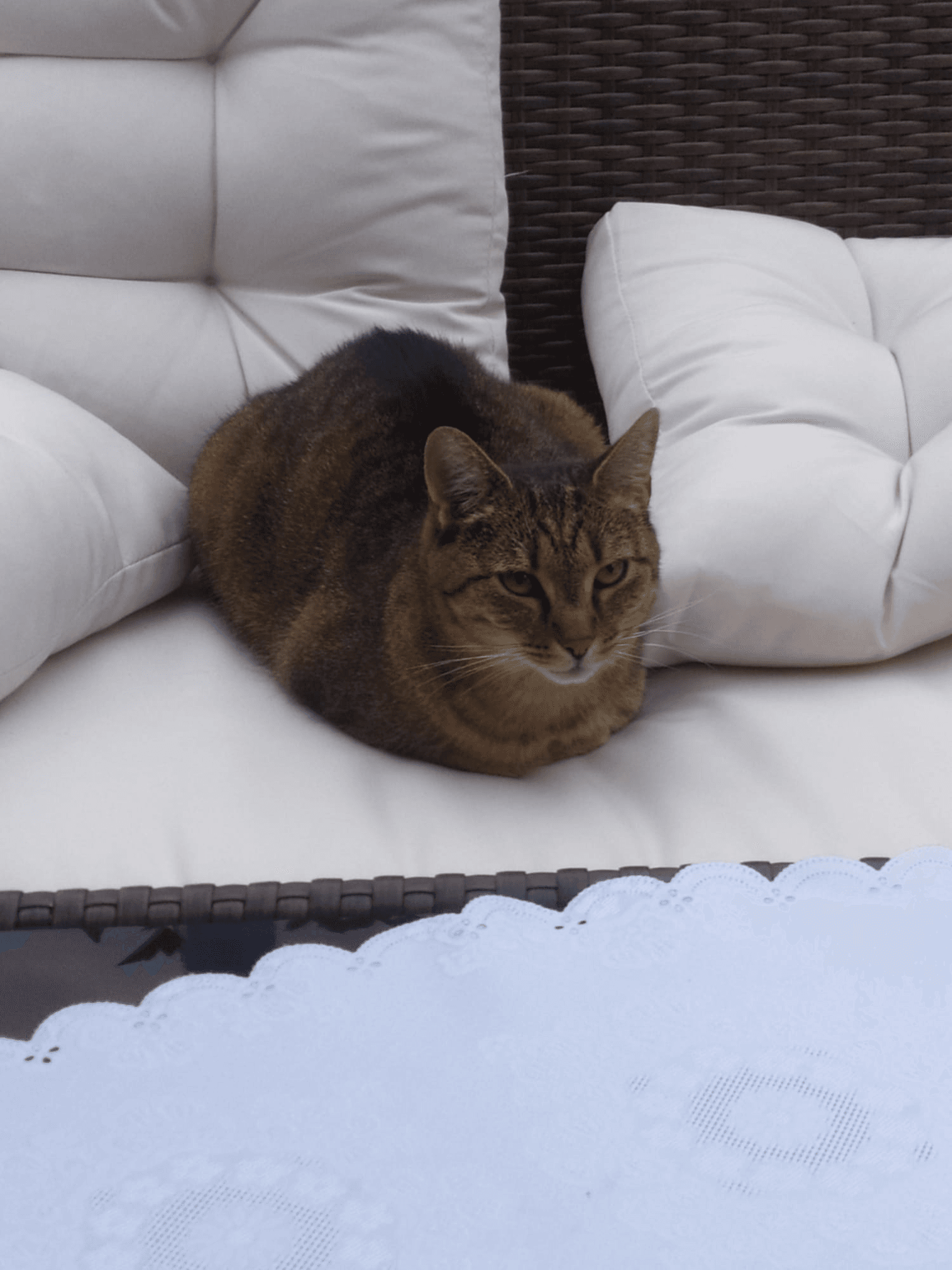 my kitty! ♥