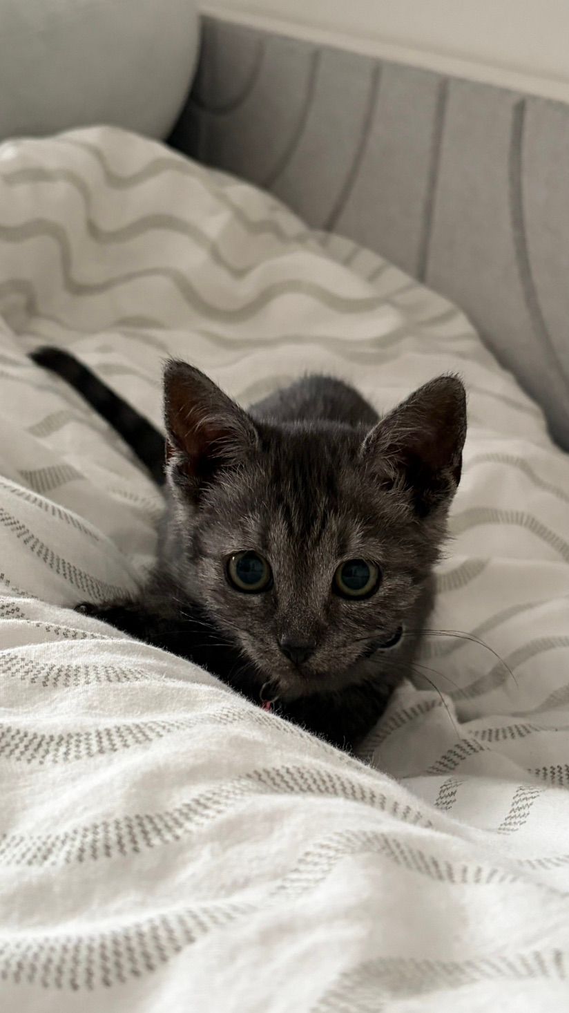 say hi to zoi :^