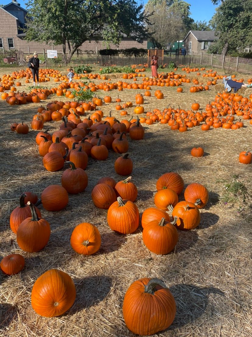 Pumpkin patch today
