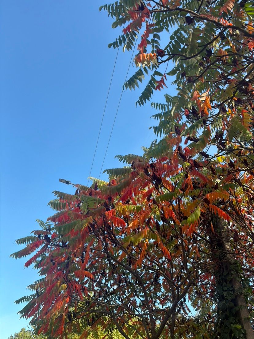 atumnnn✨🍂🍁
