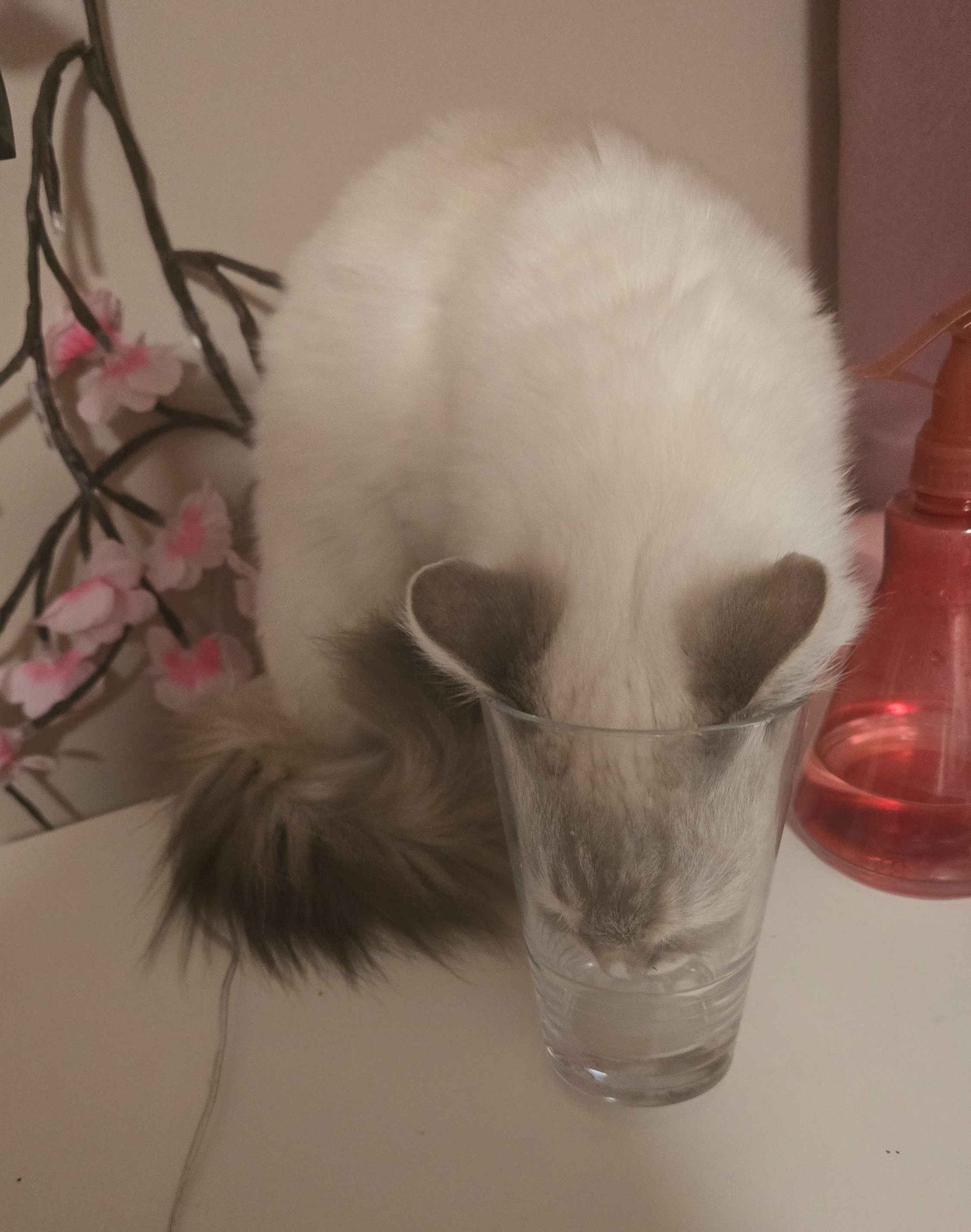 She's stealing my water🤨