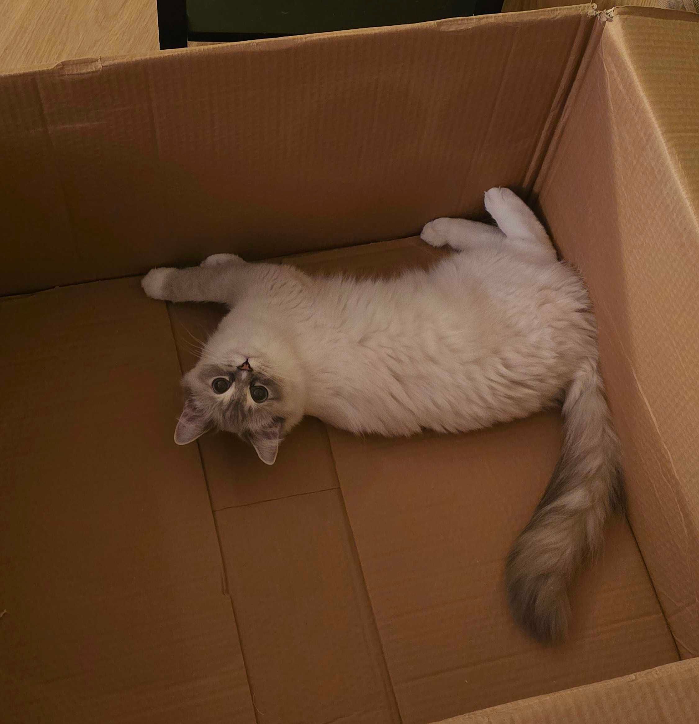 She loves boxes 📦