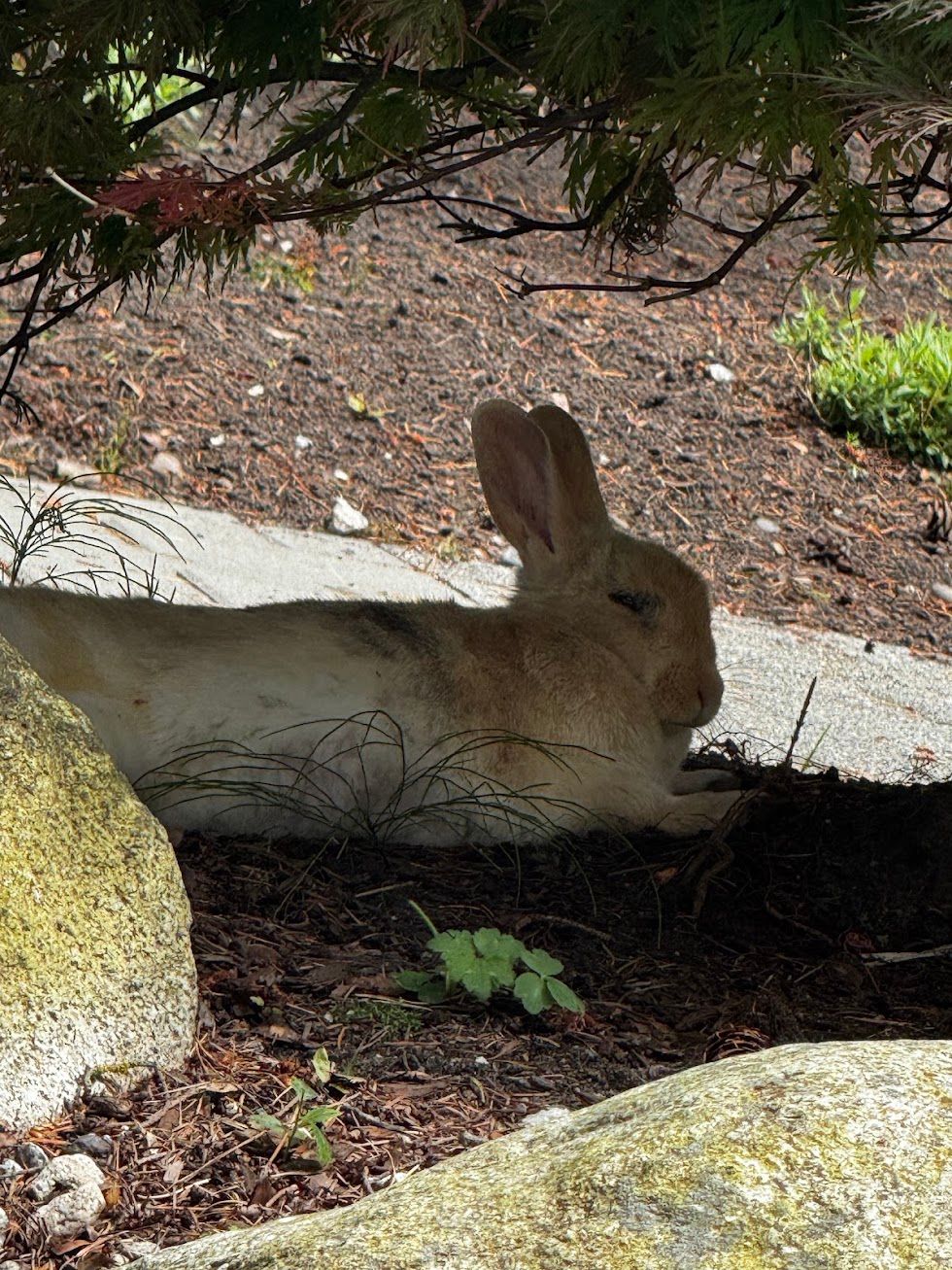 wild bunny spotted