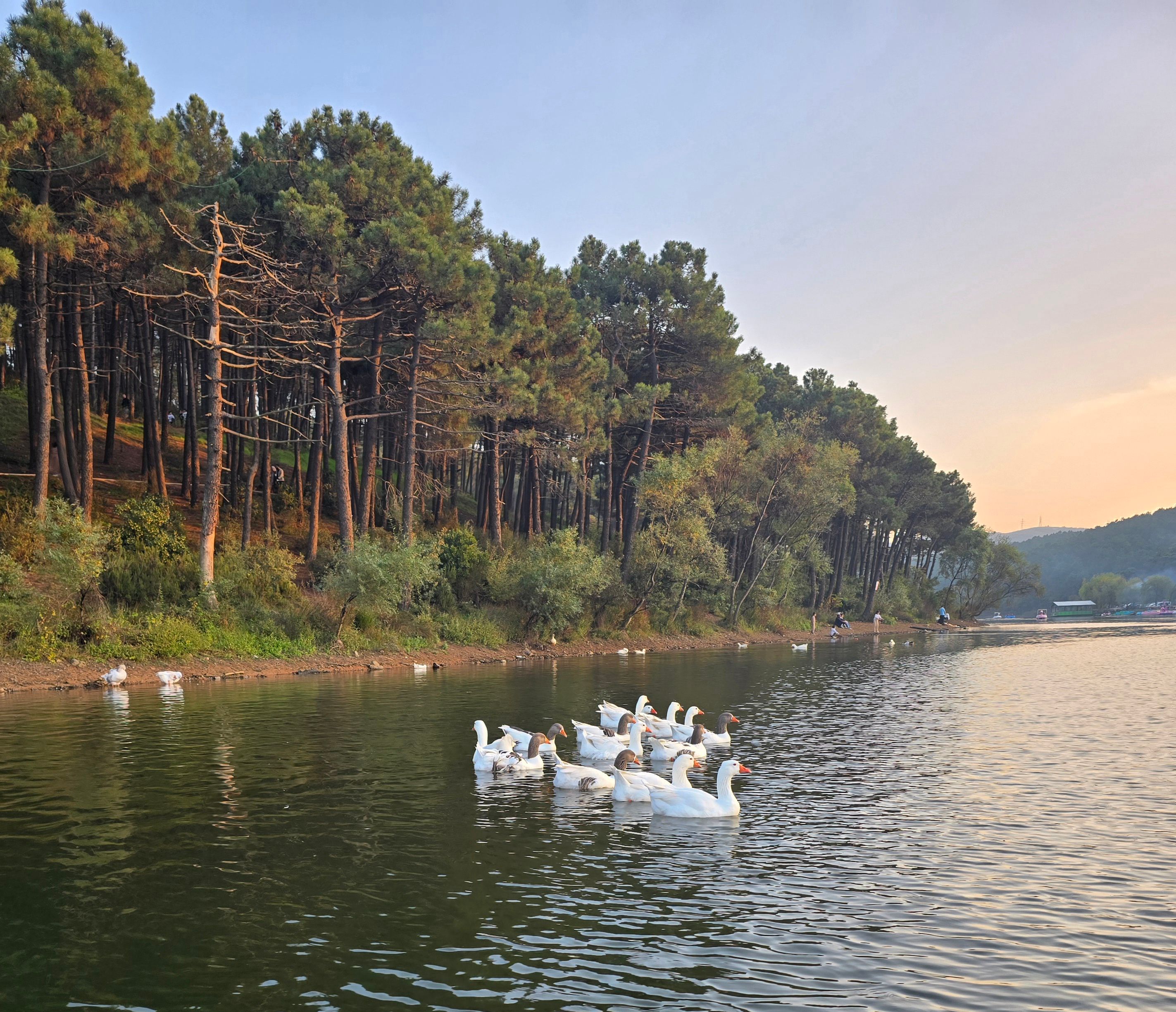 🦢🦢🦢