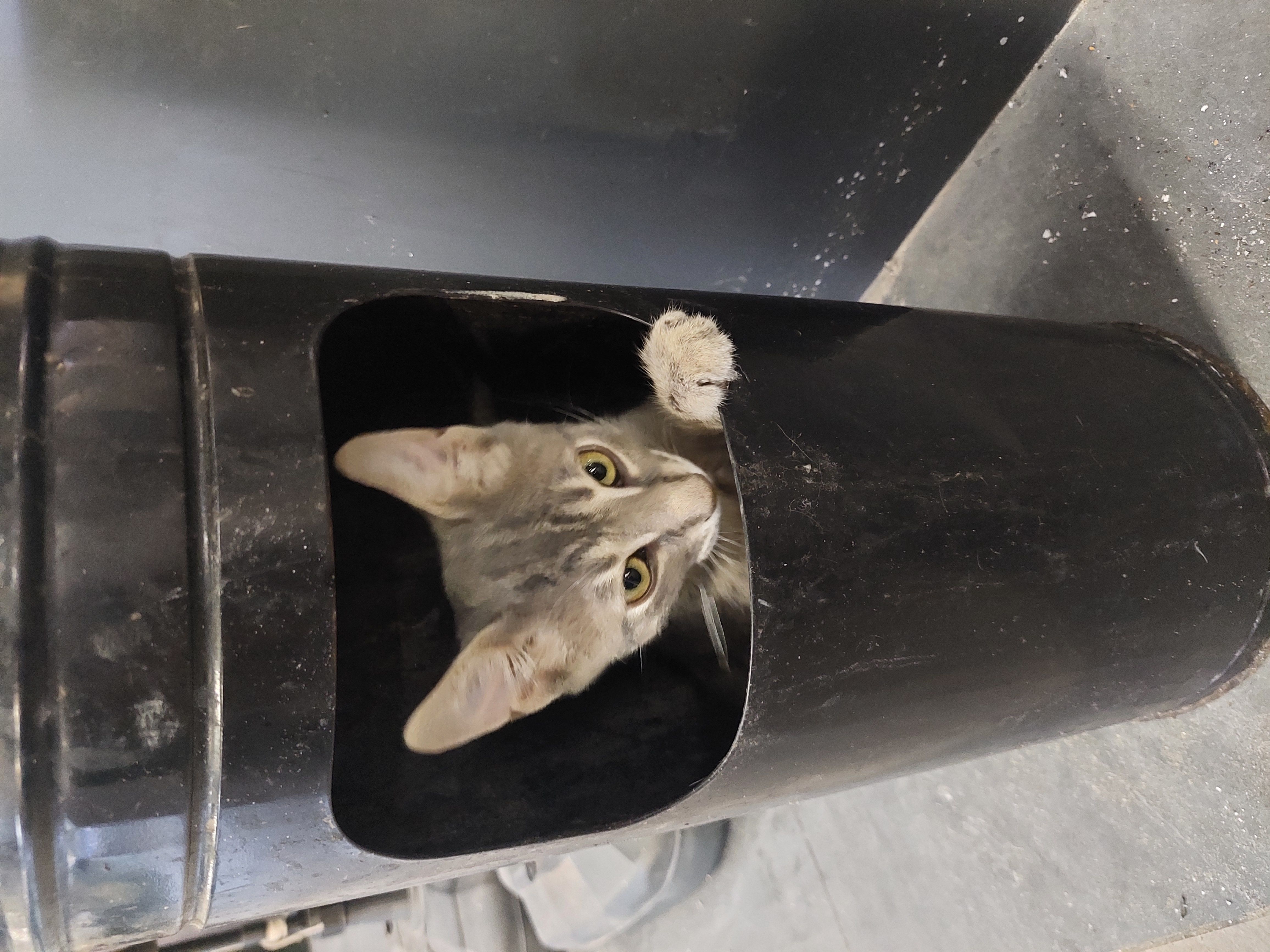 Stumbled across this little guy not long ago 🐱🗑