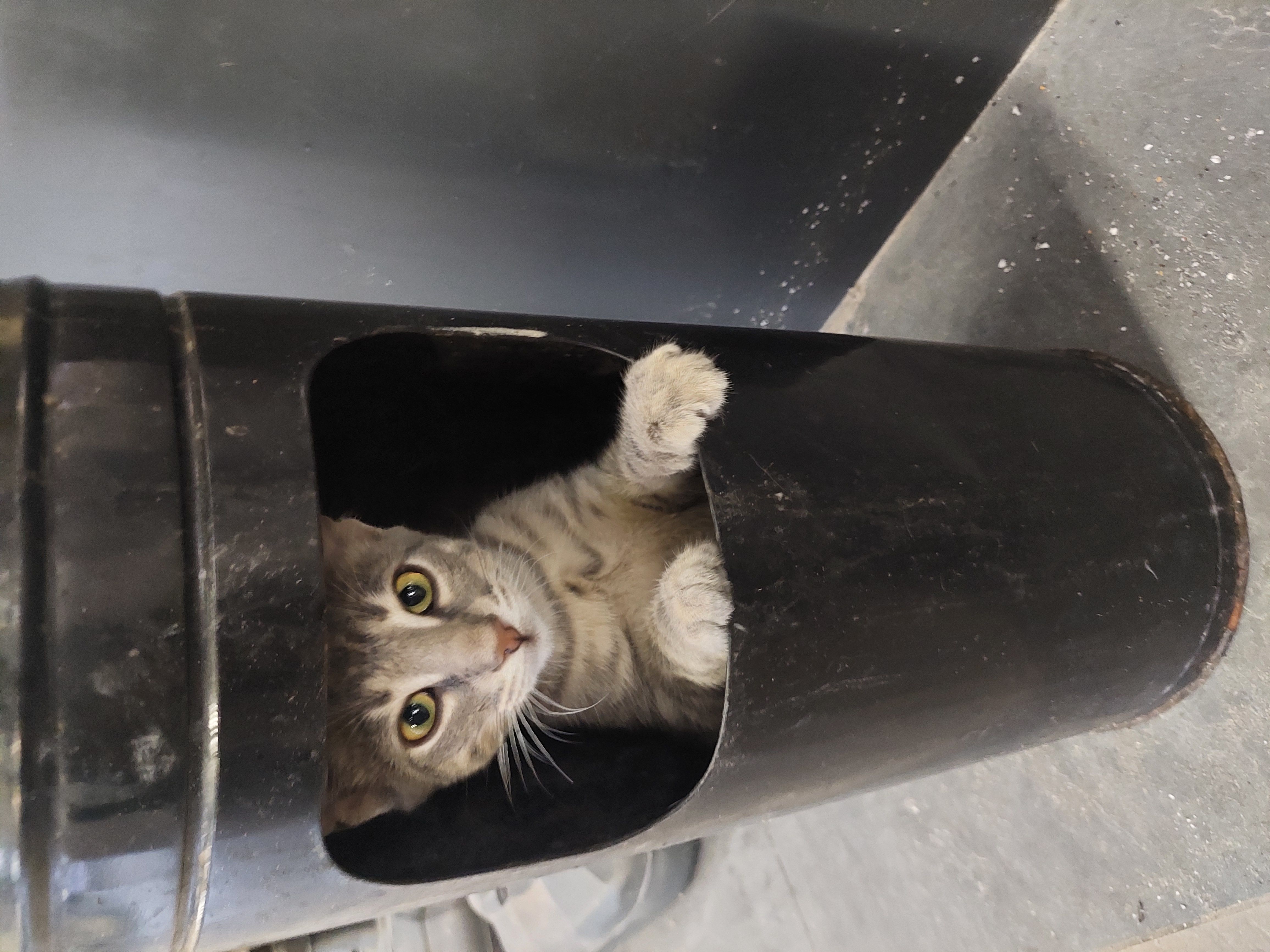Stumbled across this little guy not long ago 🐱🗑