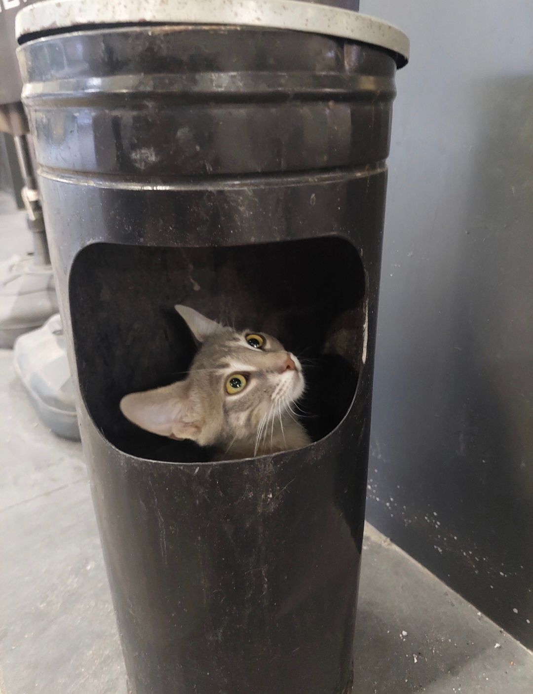 Stumbled across this little guy not long ago 🐱🗑