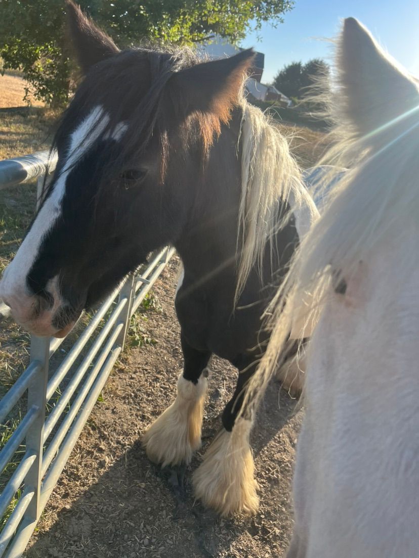 PONIES PONIES