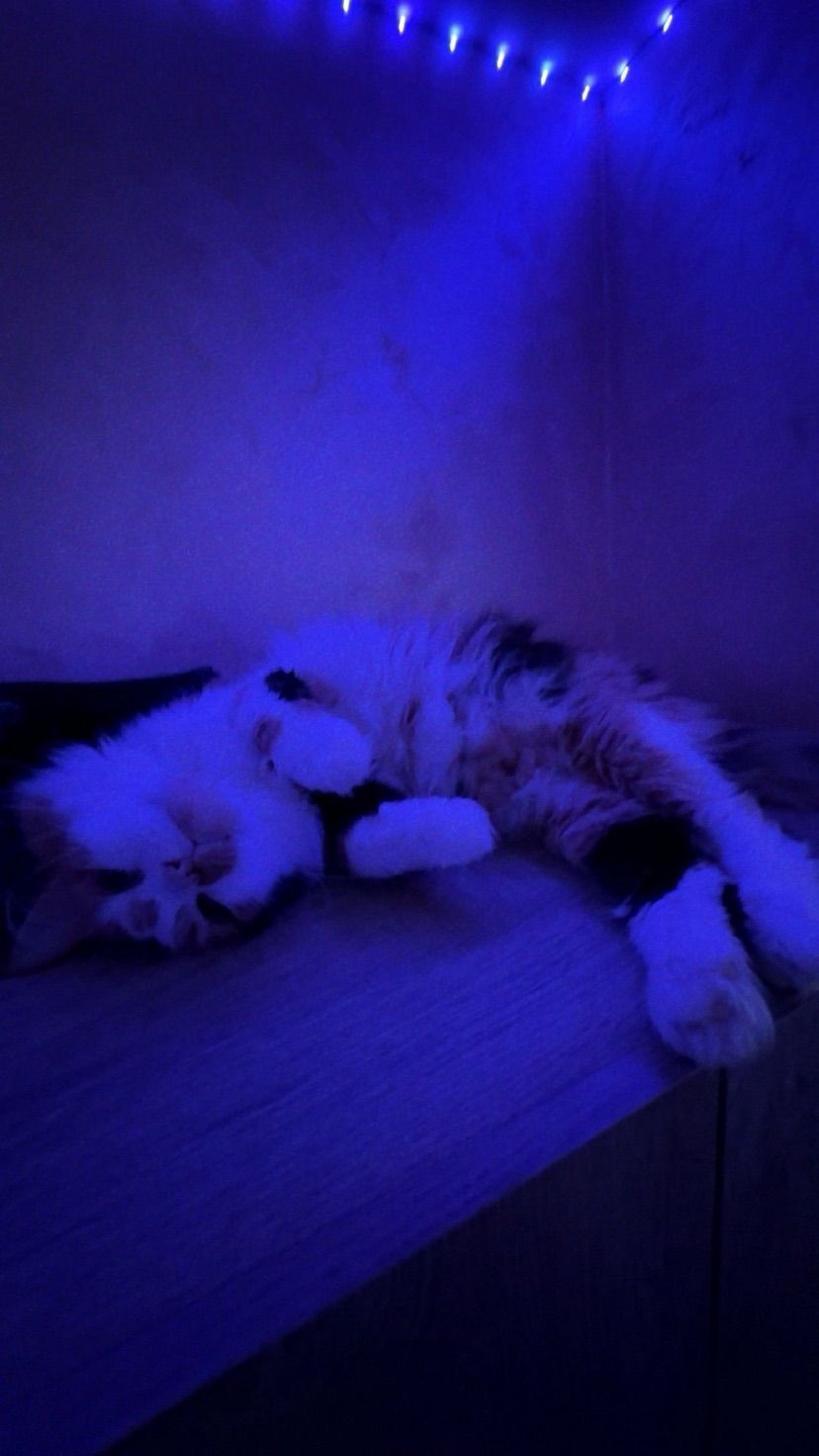 meow