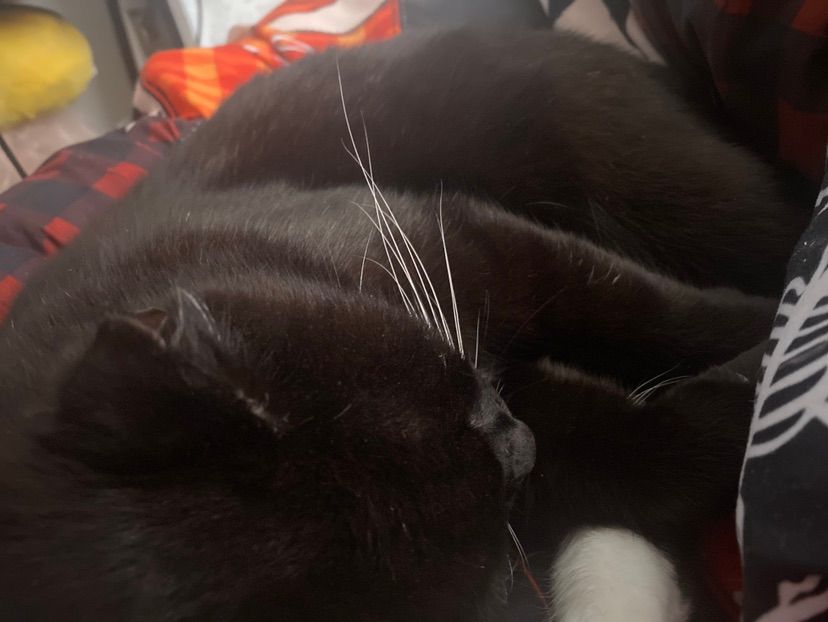 KITTTYYYY :3