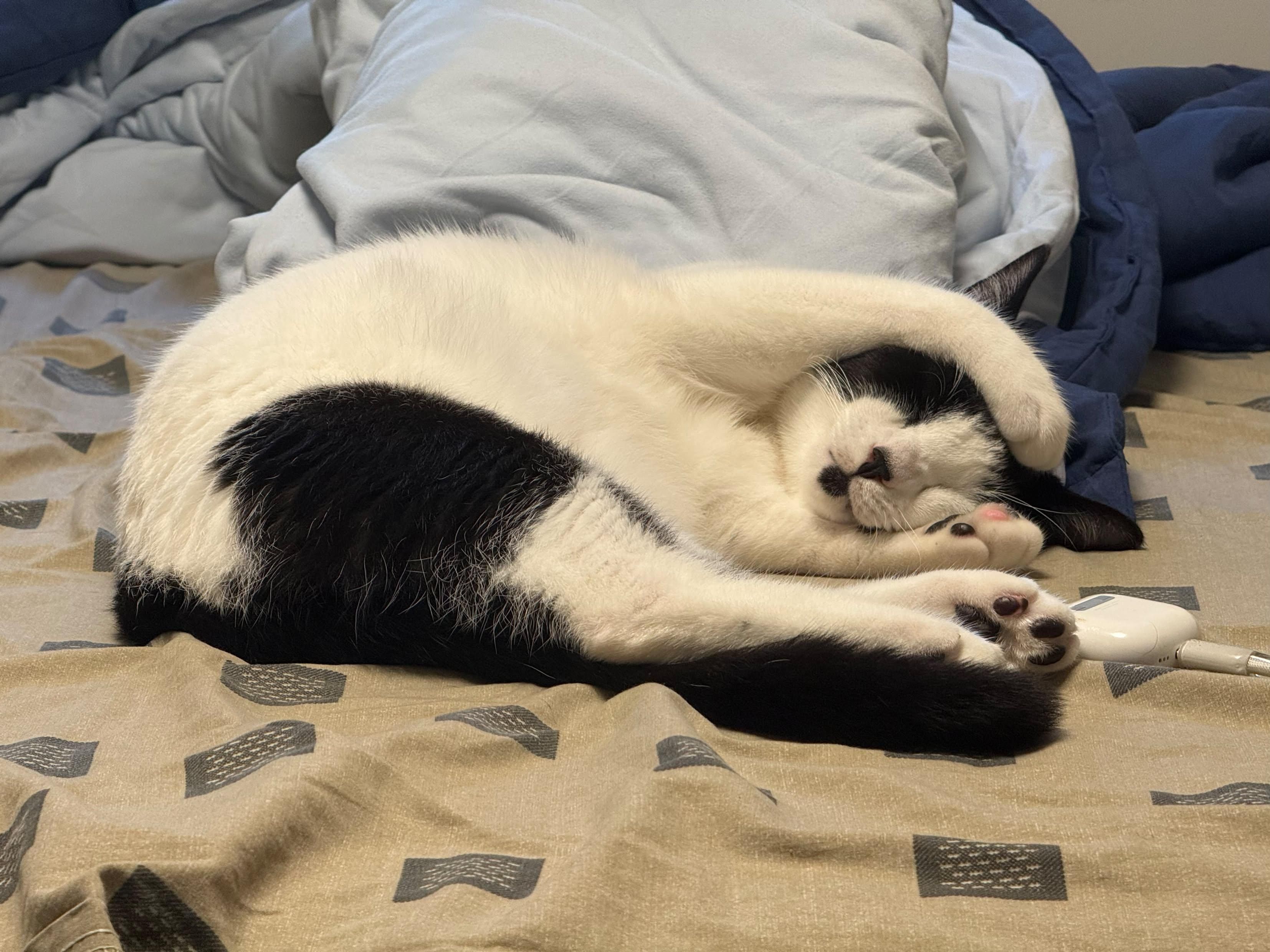 A Meow