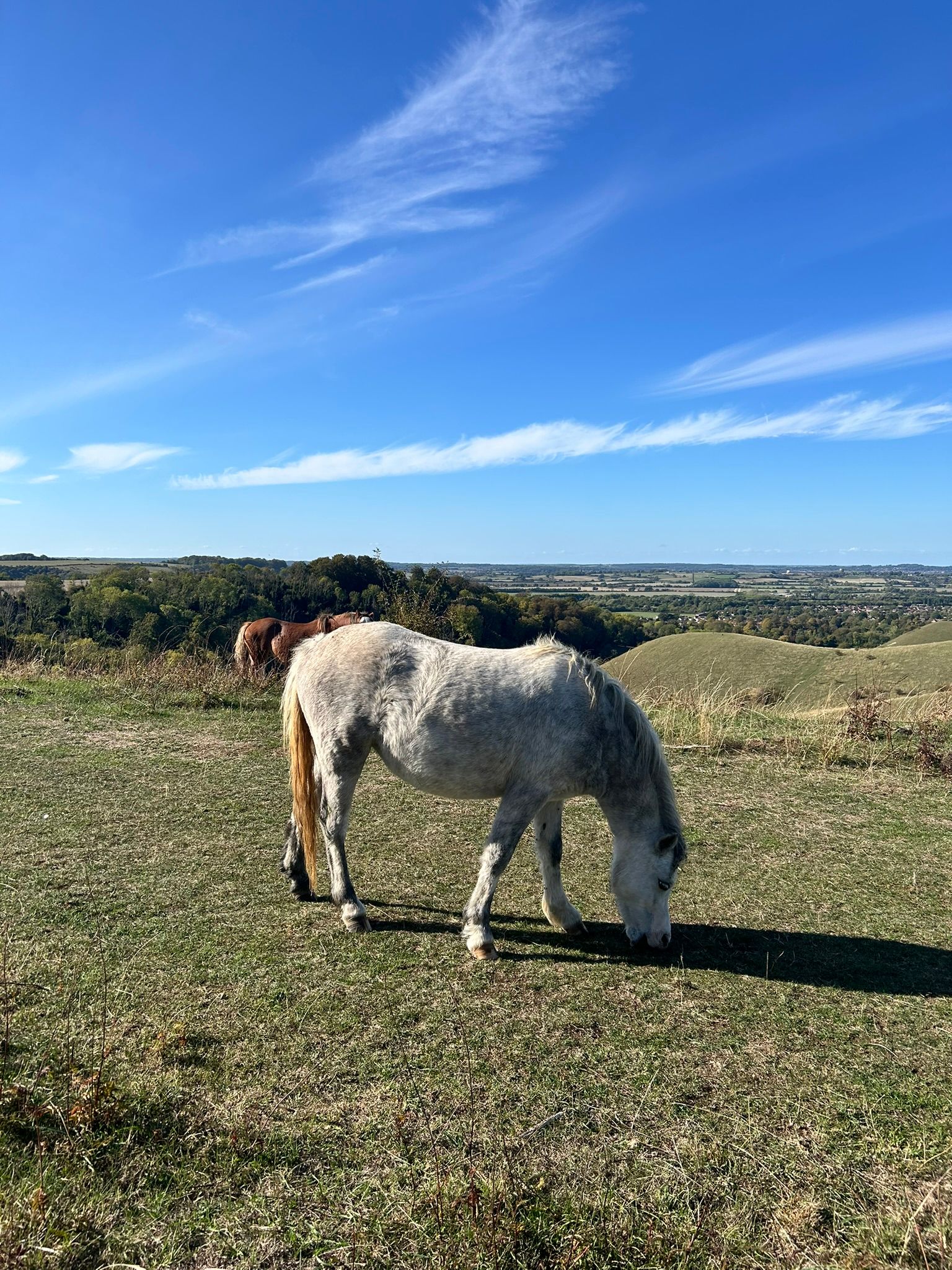 horse