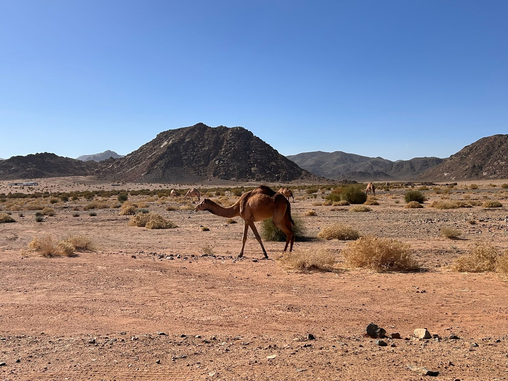 weird horse