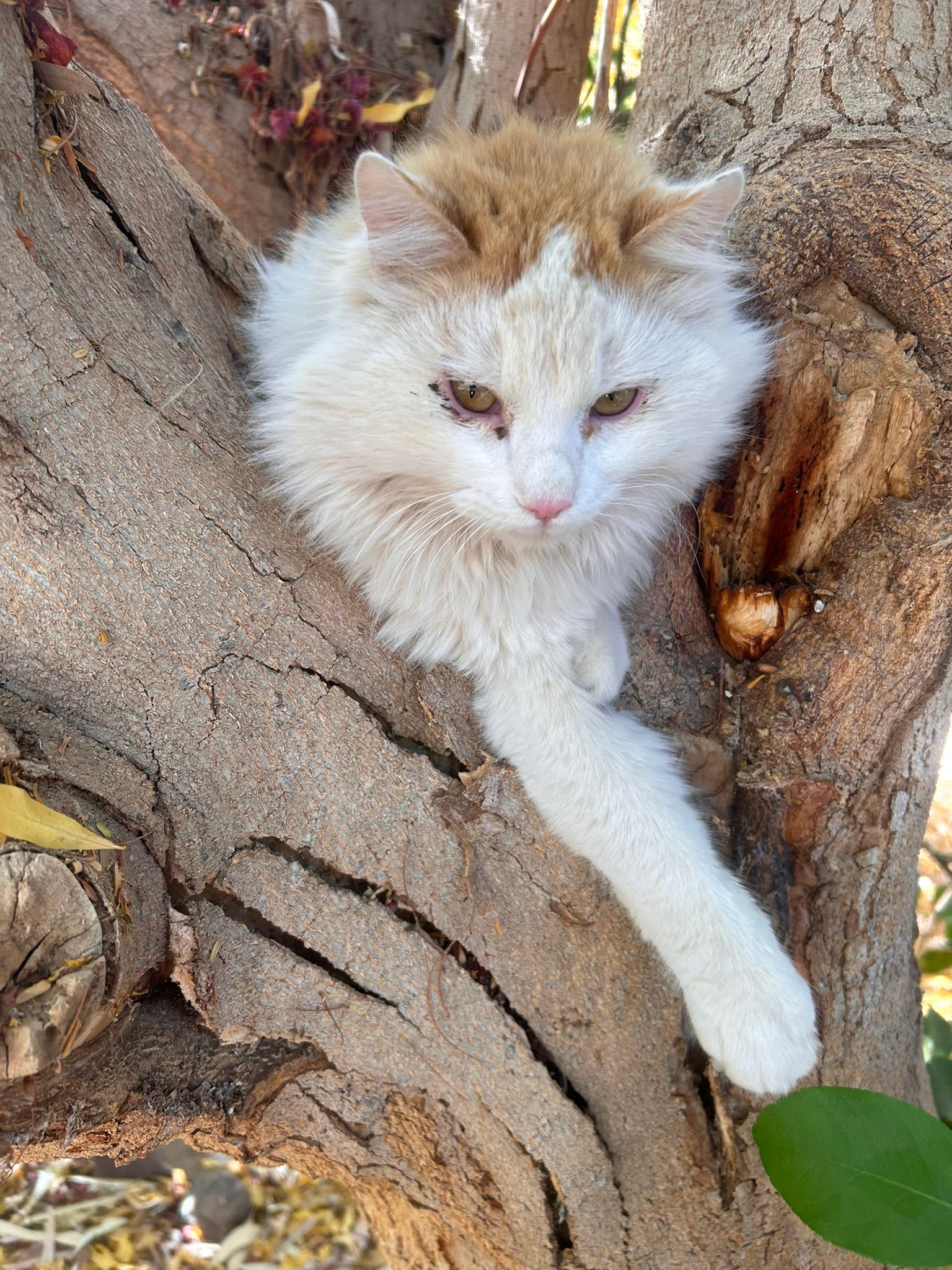 fluffy cat whooop