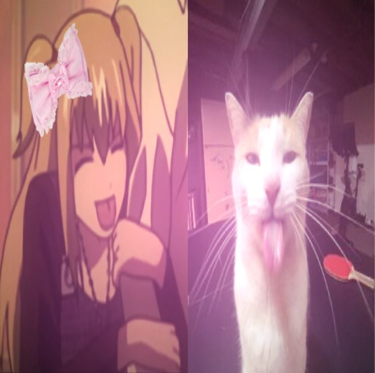 ^•˕•^