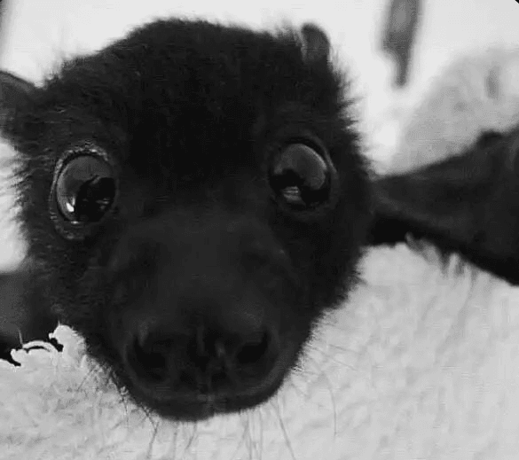 october feels like home 🦇