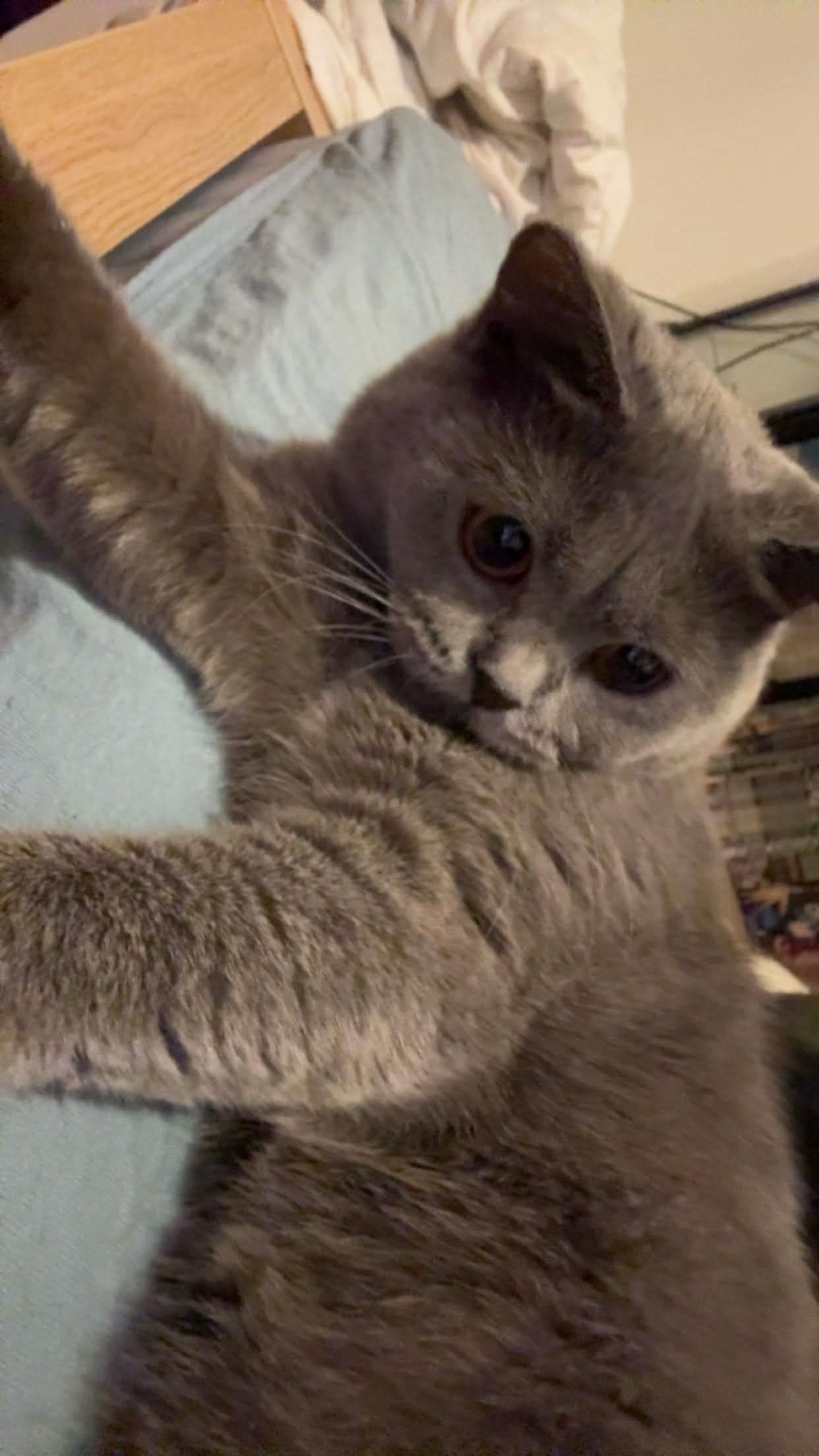 Mi Luna ♡