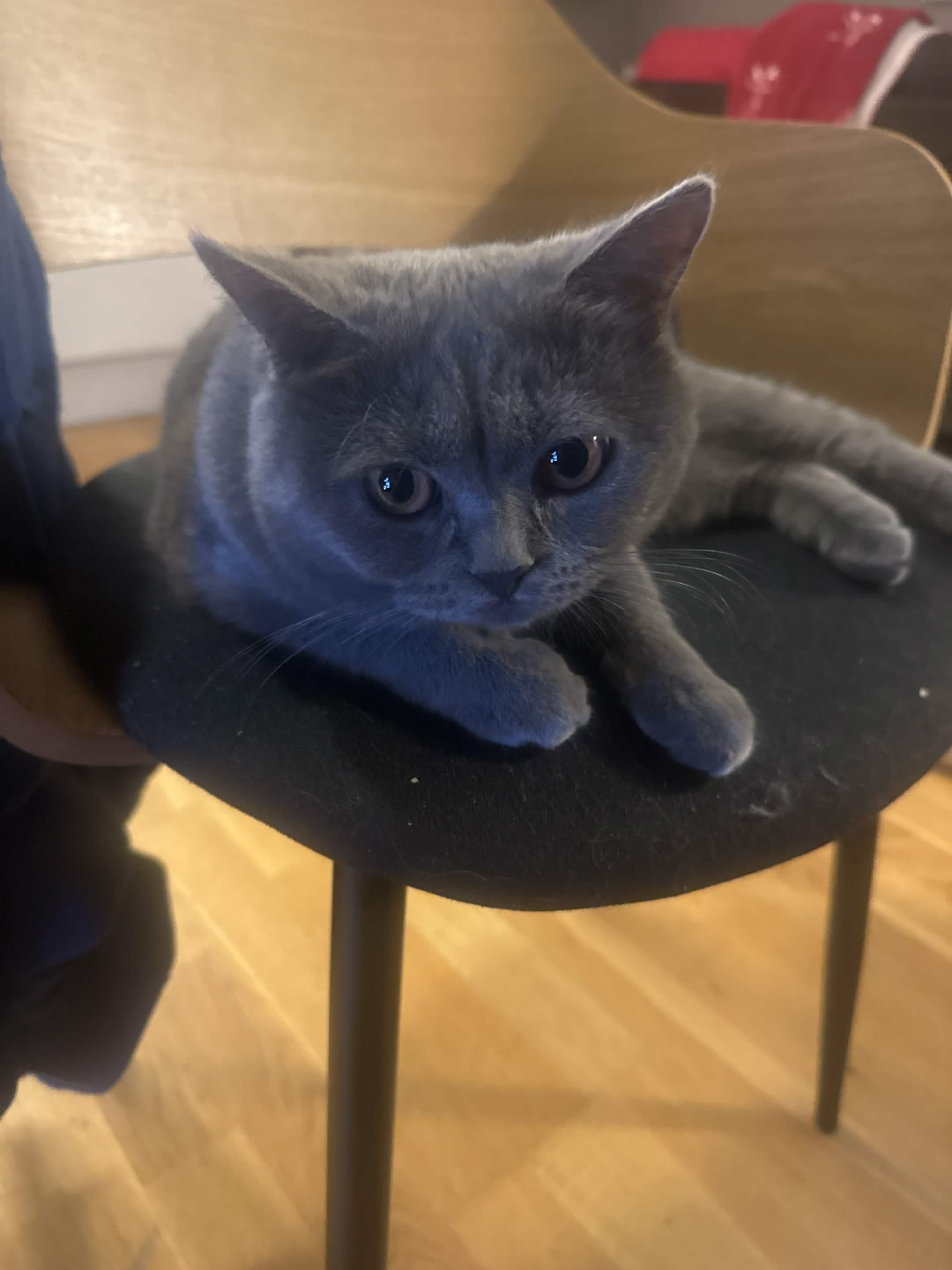 Kitty