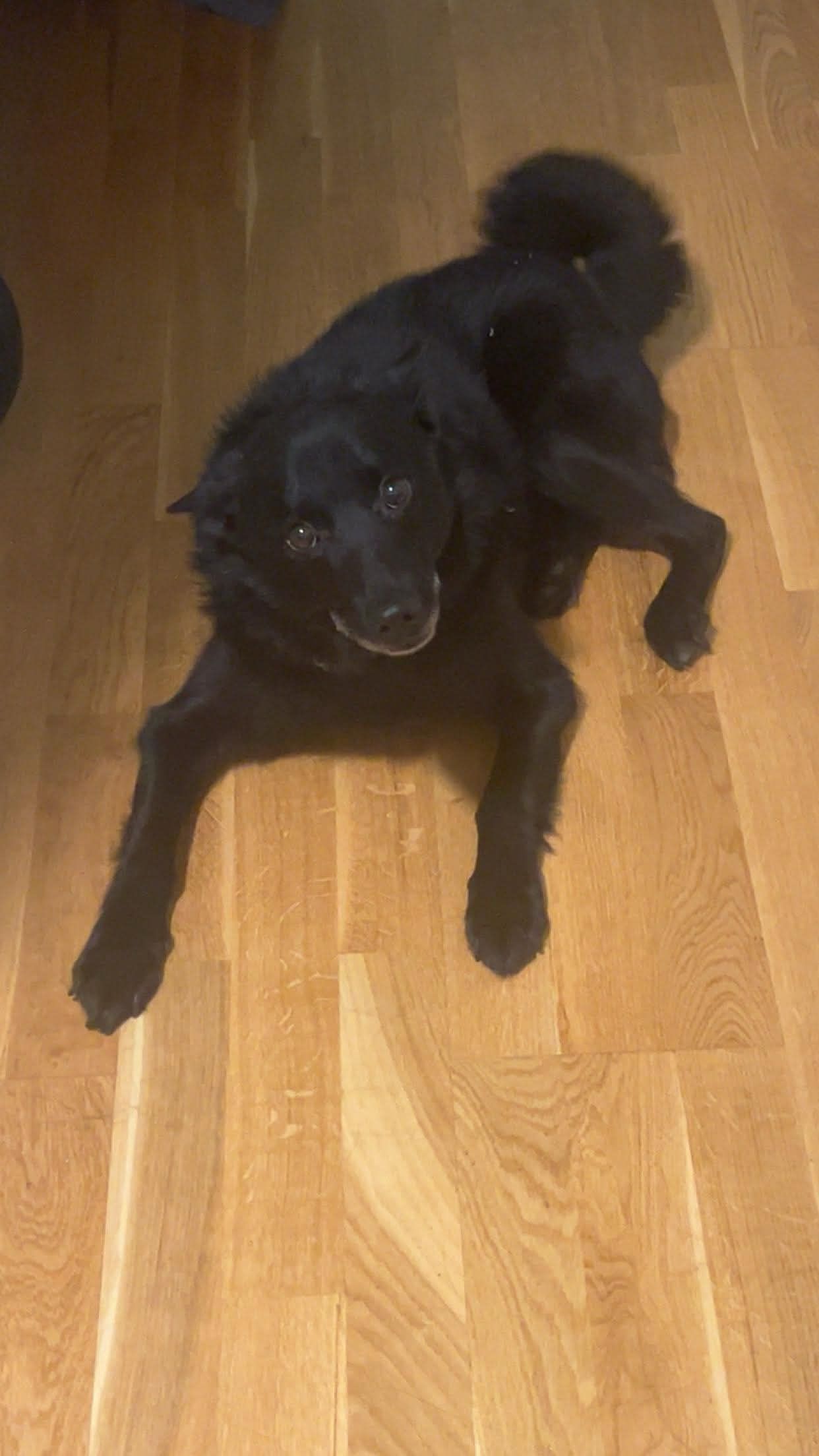 Dogge