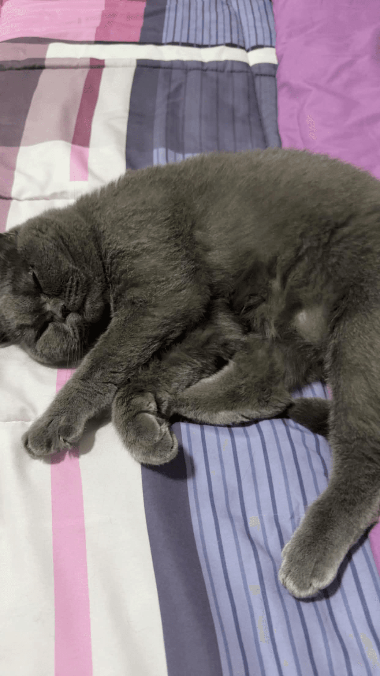 little kitty sleeping :(