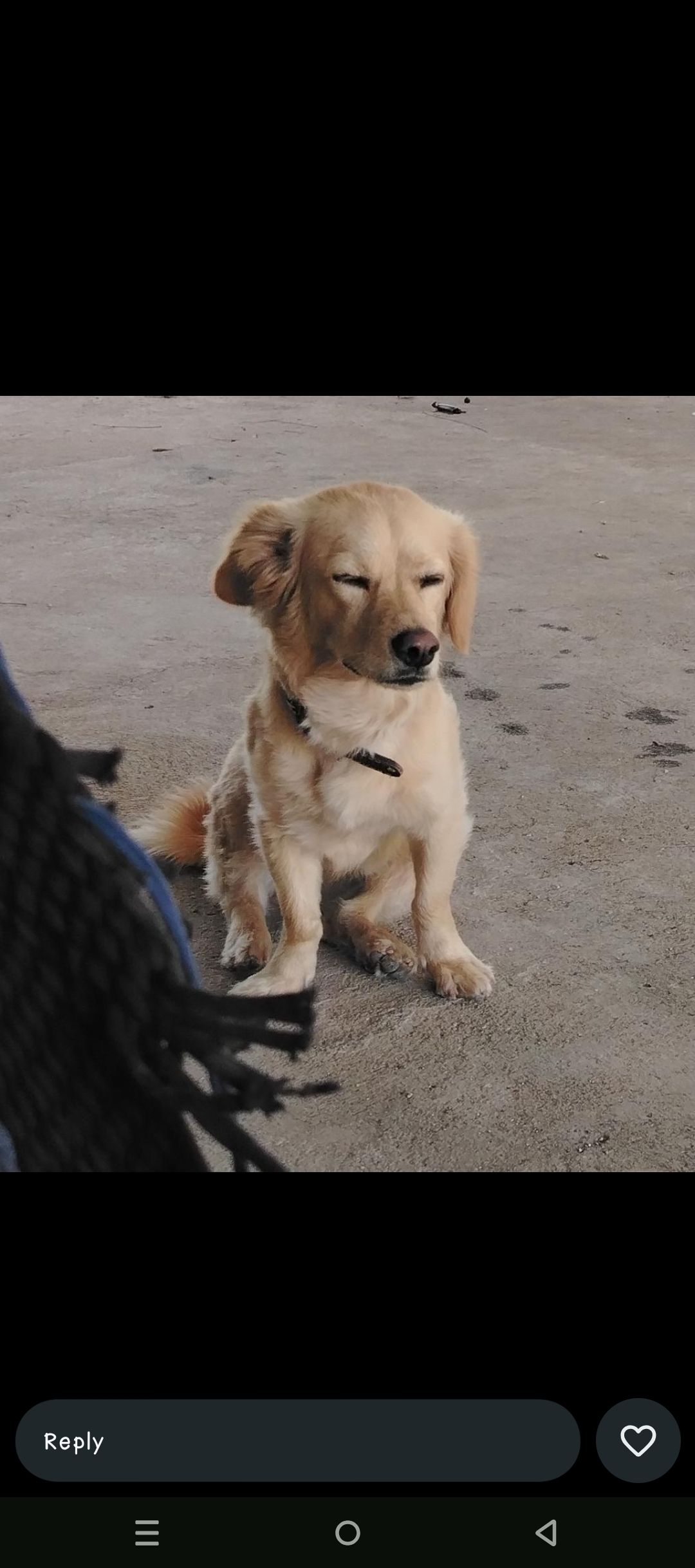 Doggos