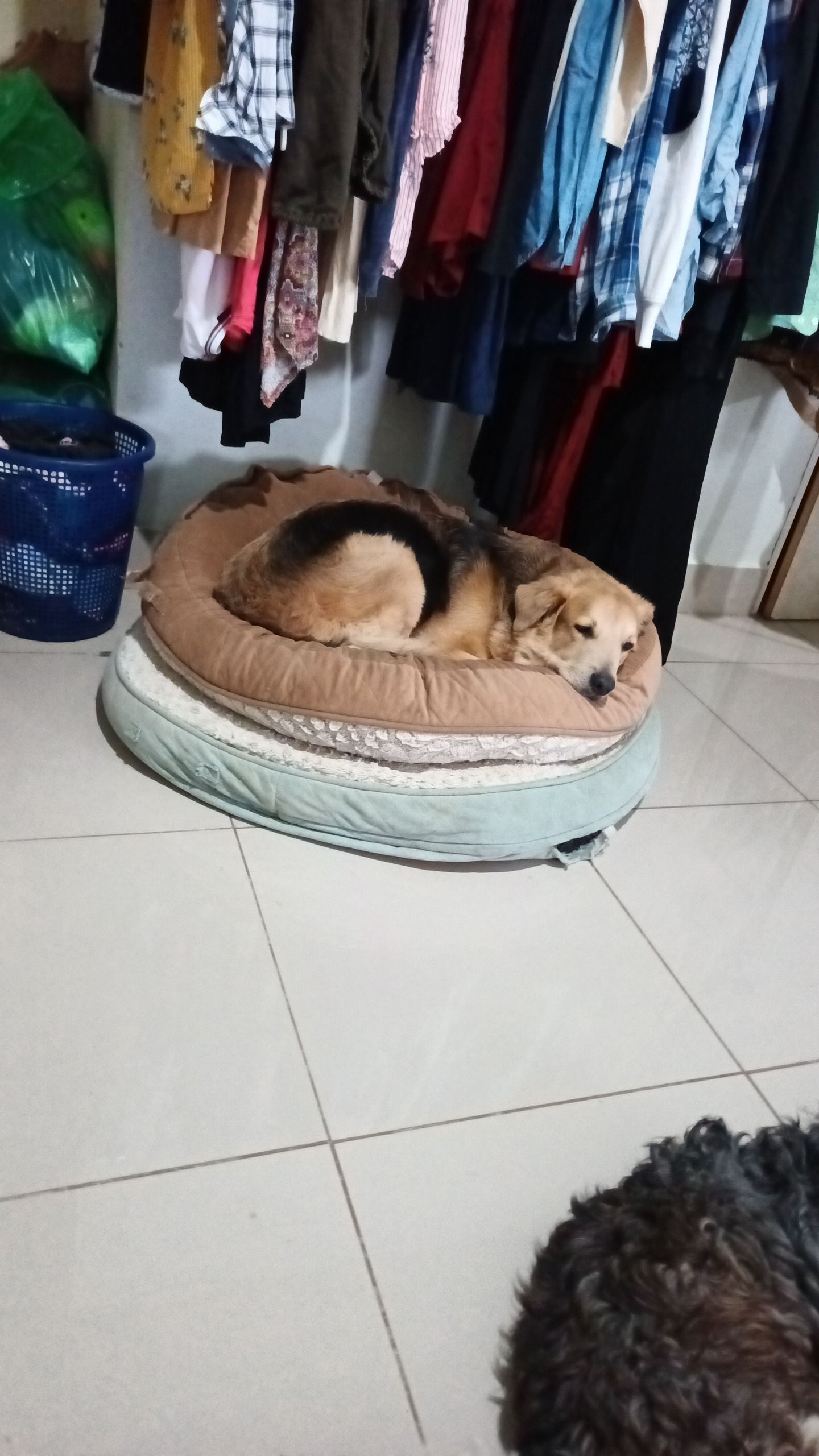 Doggos