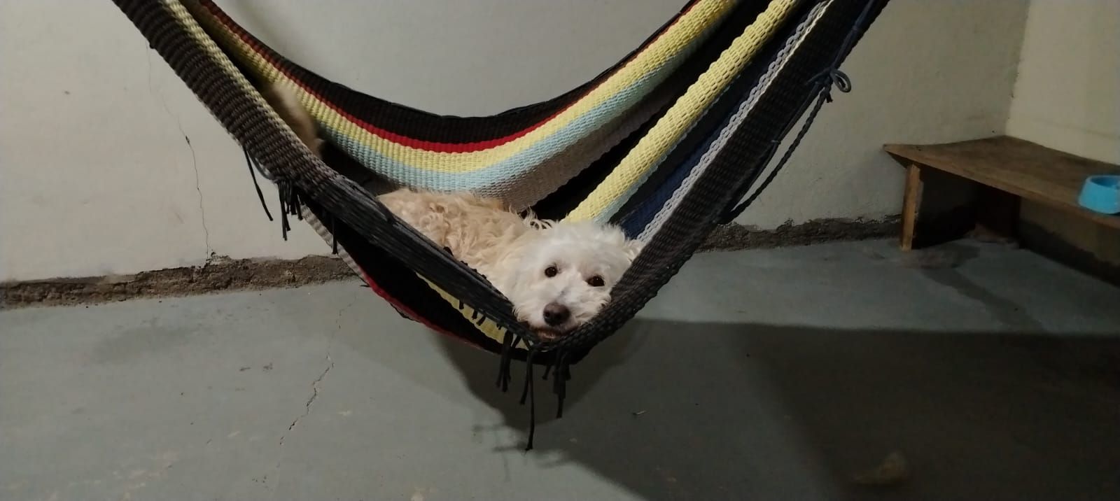 Doggos