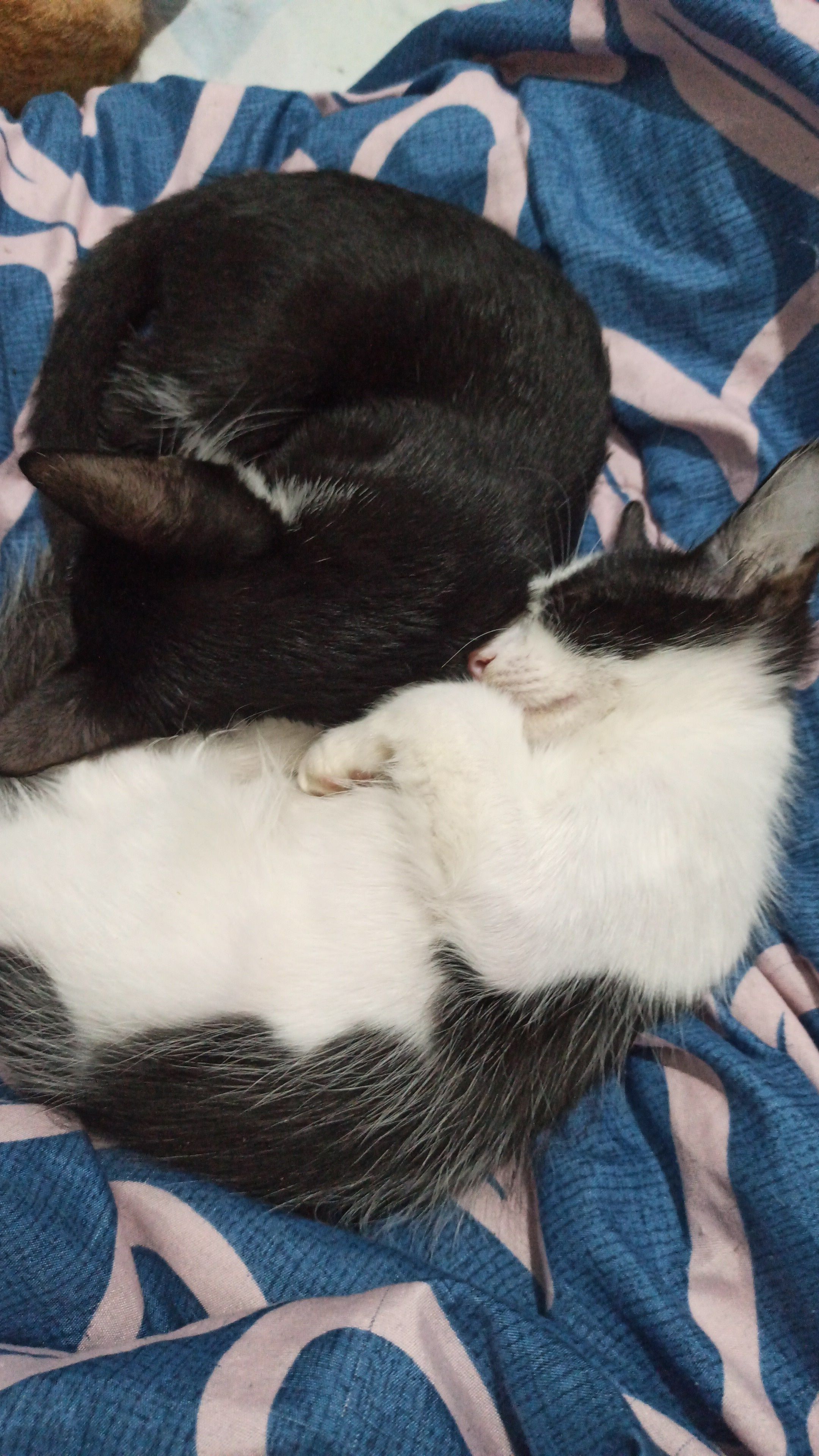 My cats I didn't want to get up today