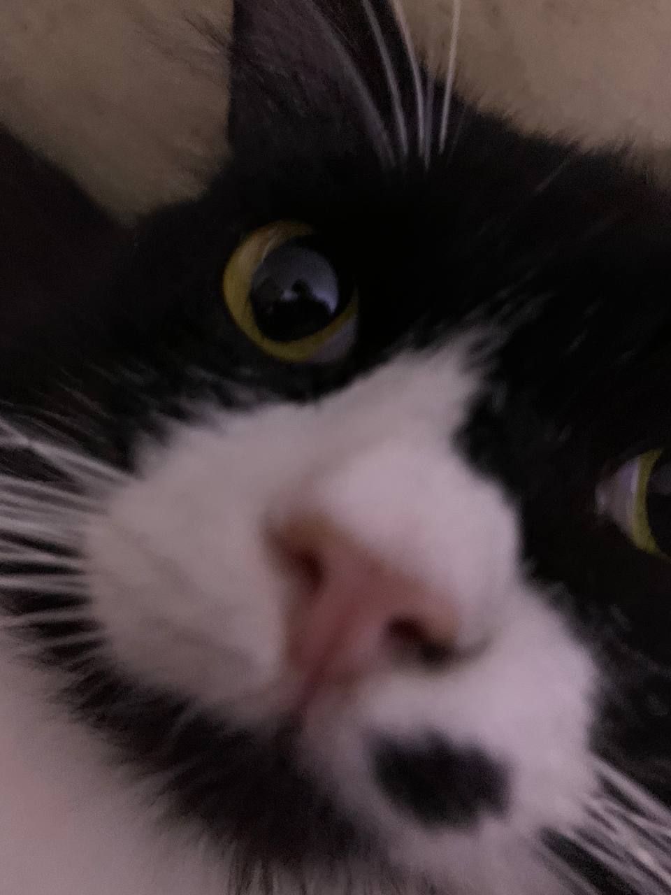 silly cat