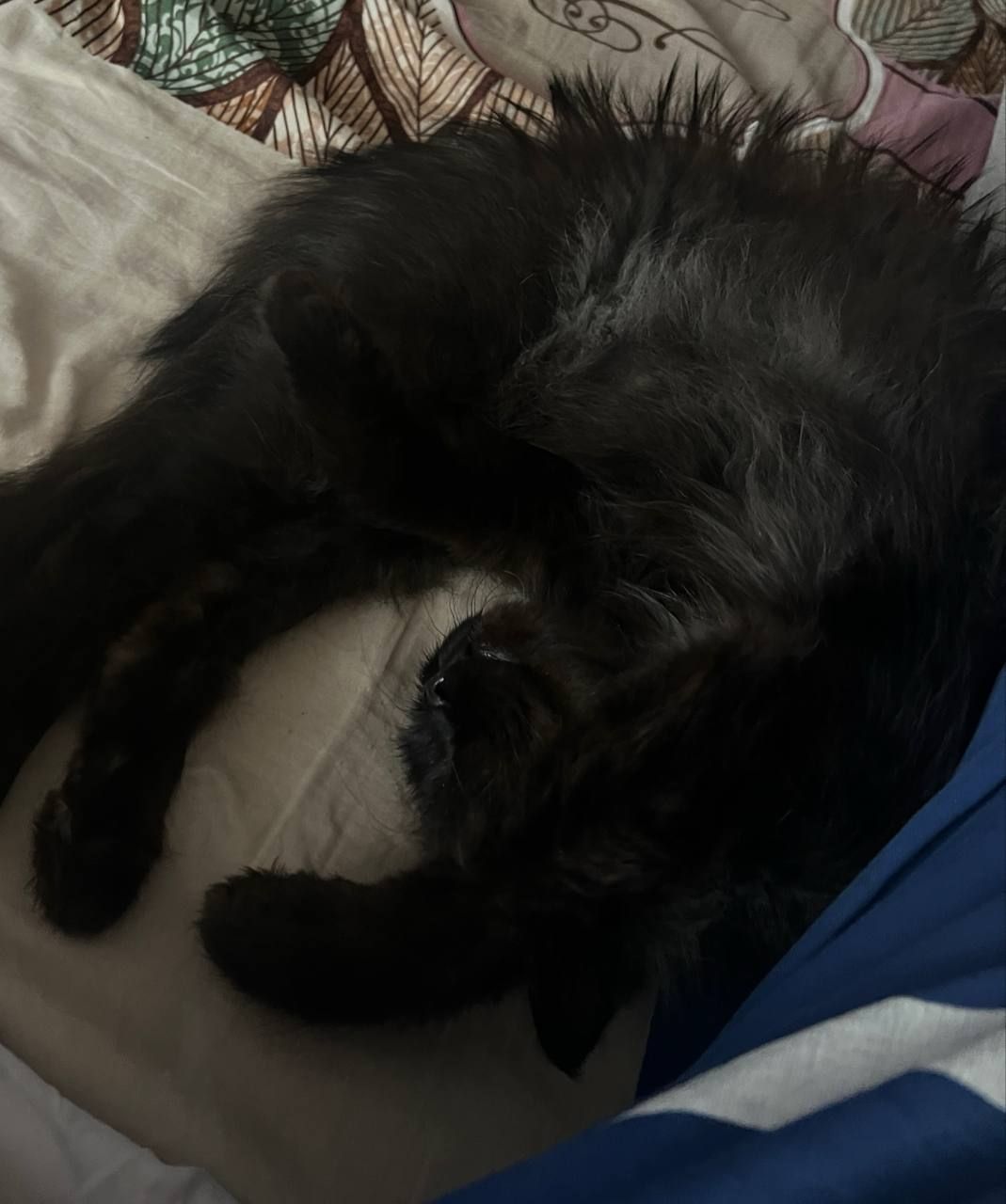 my other silly cat