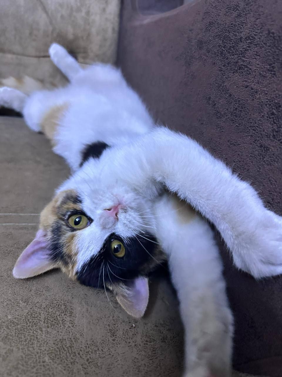 js another silly cat