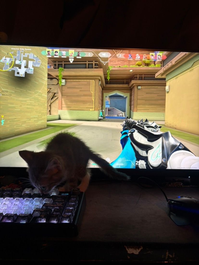 kitty distracting me during my val games :3